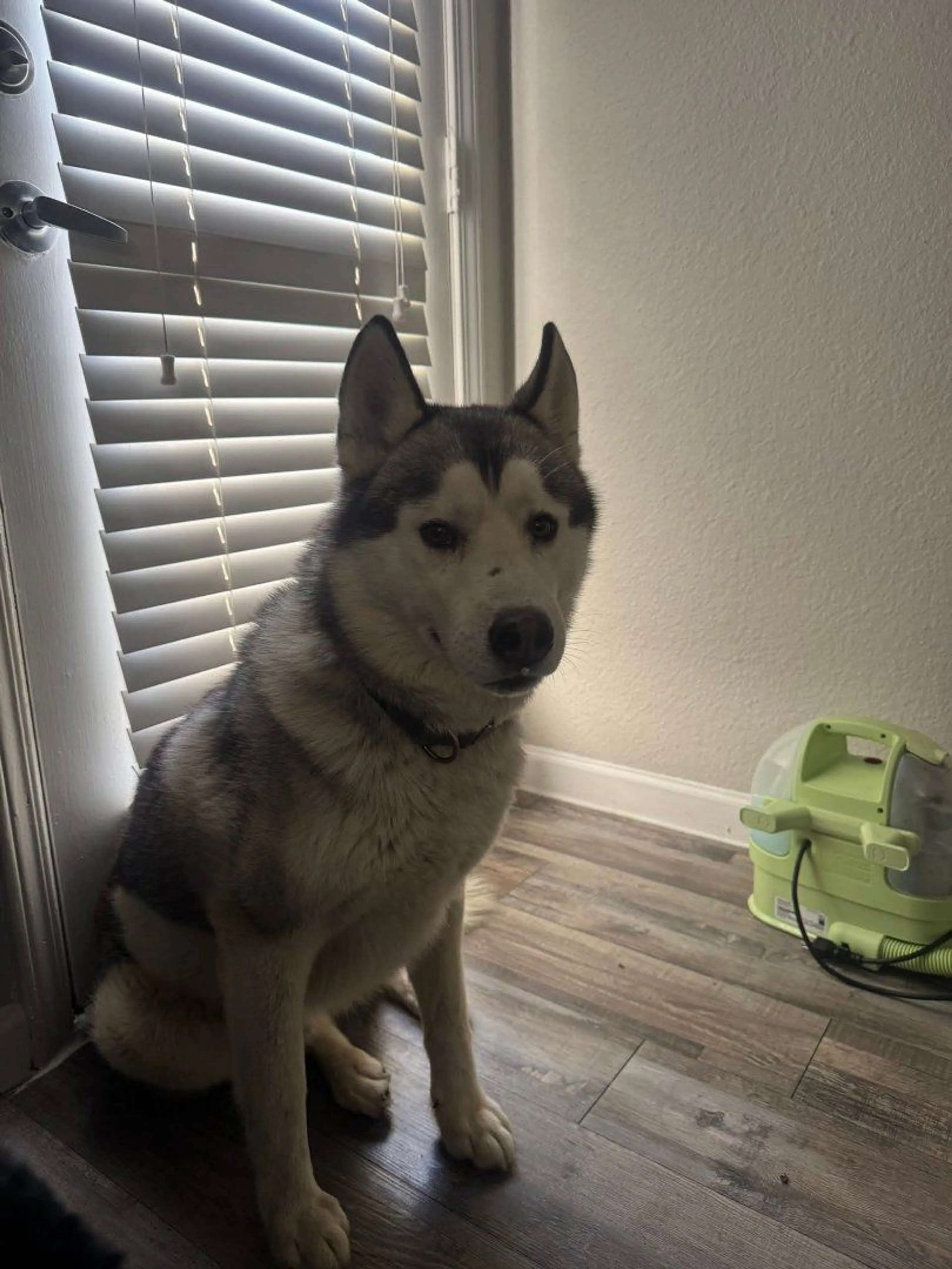 Lost pet