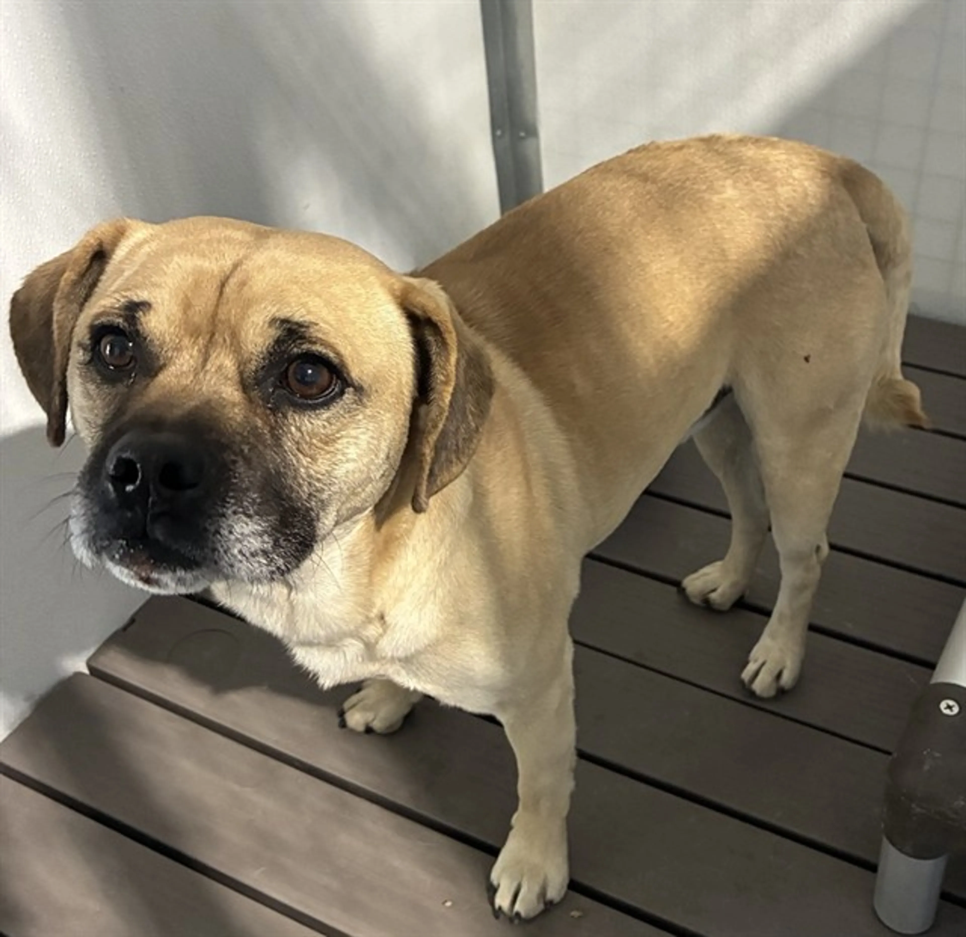 Found pet