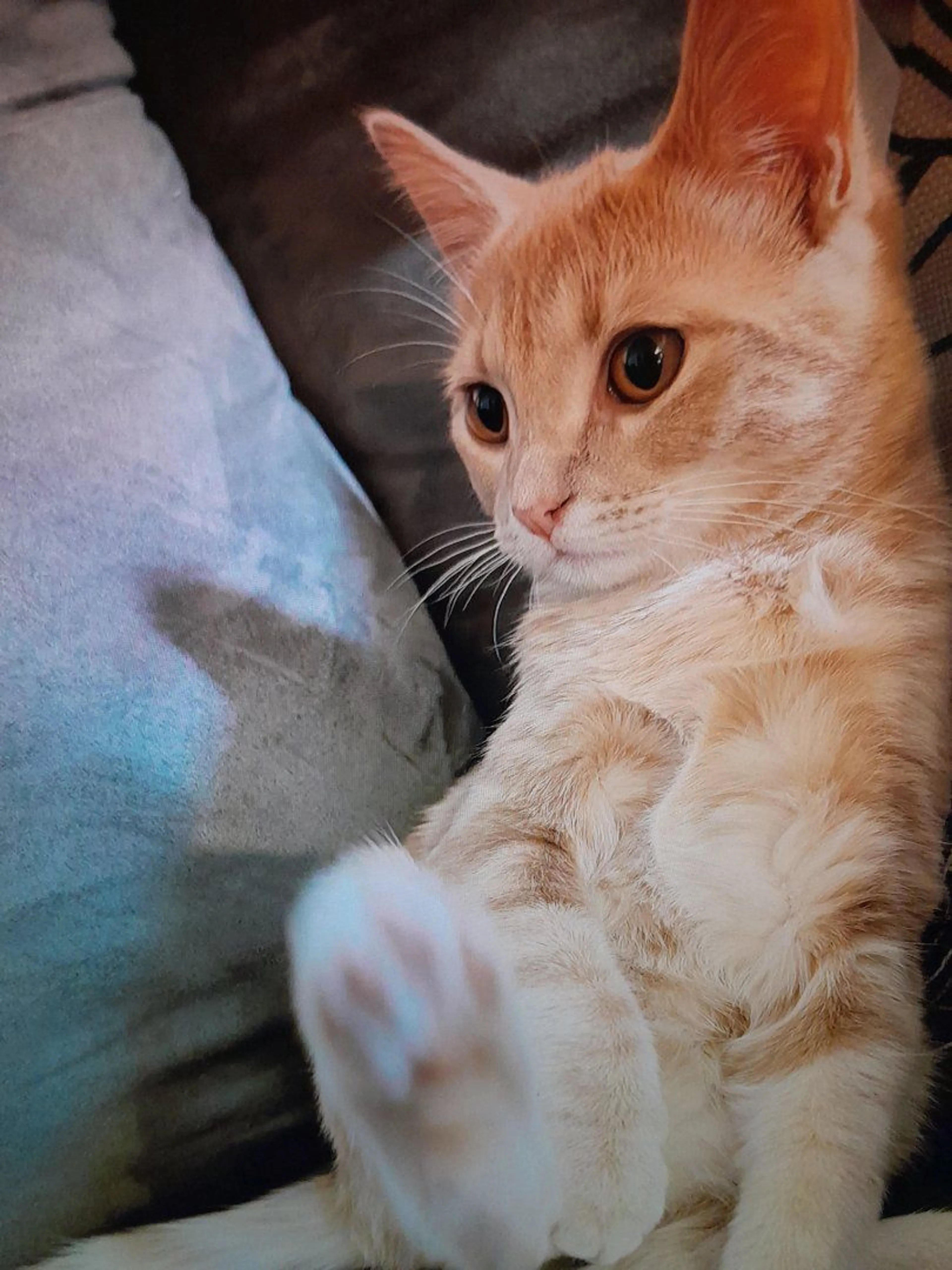 Lost pet