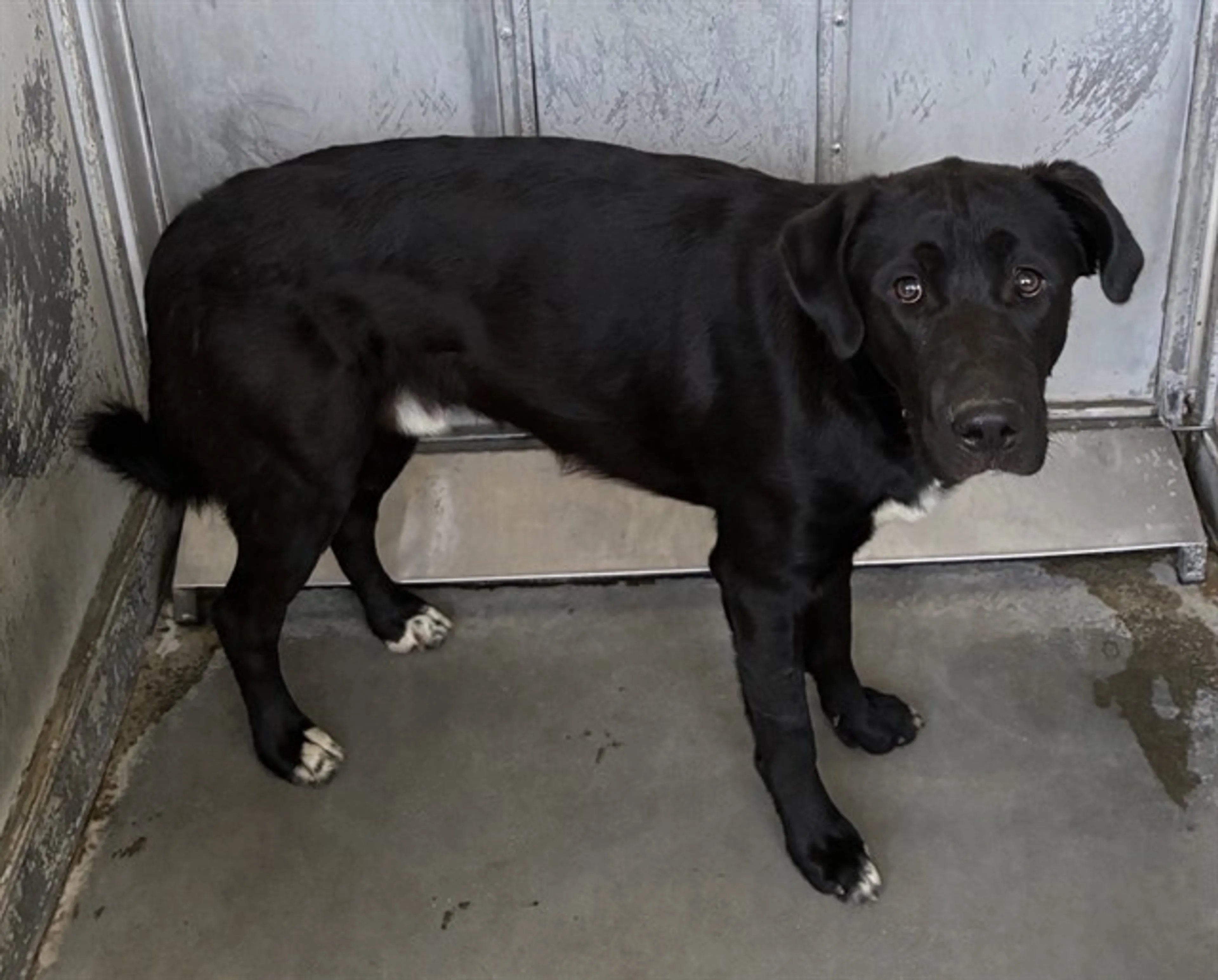 Found pet