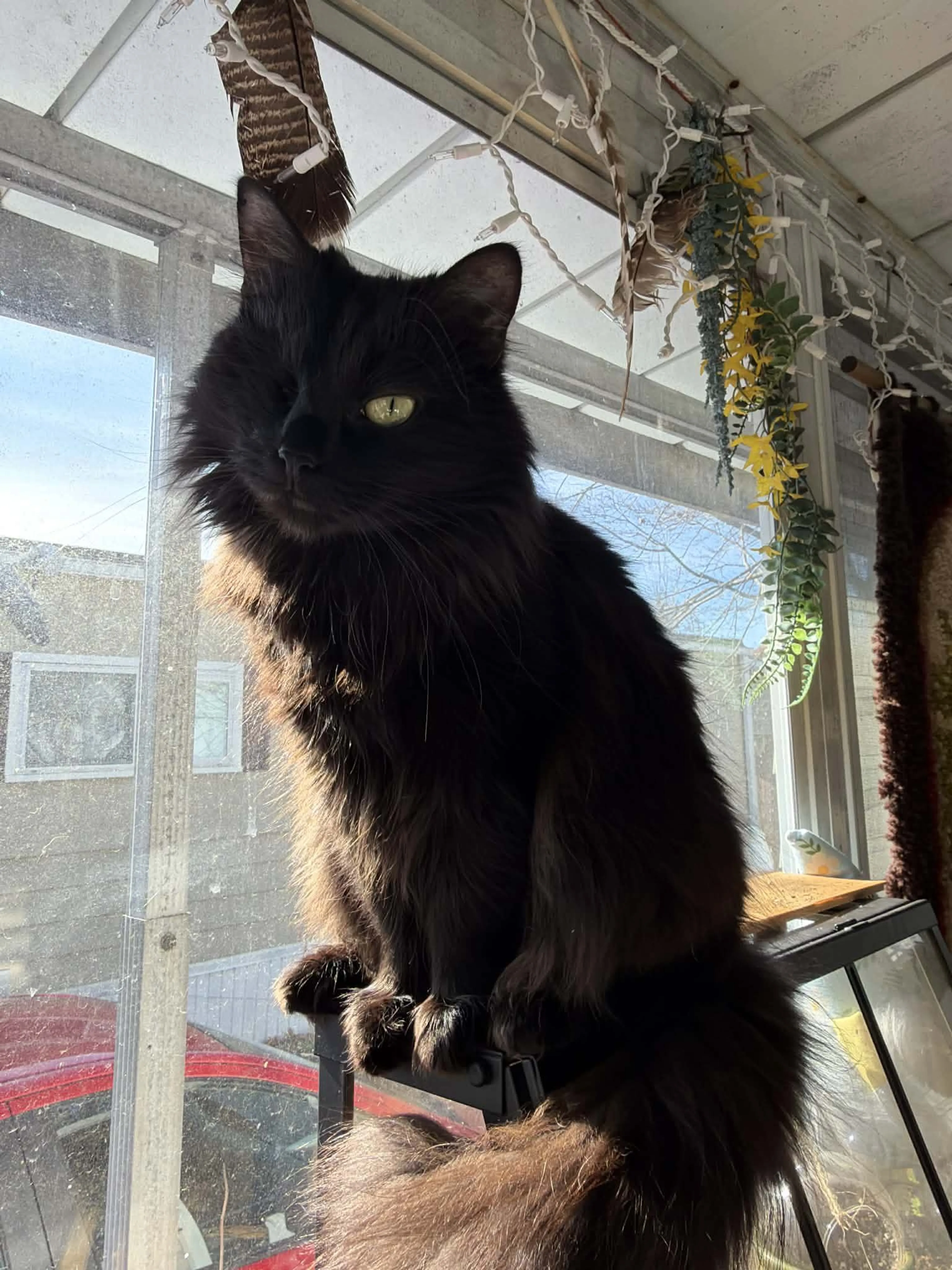 Lost pet-1