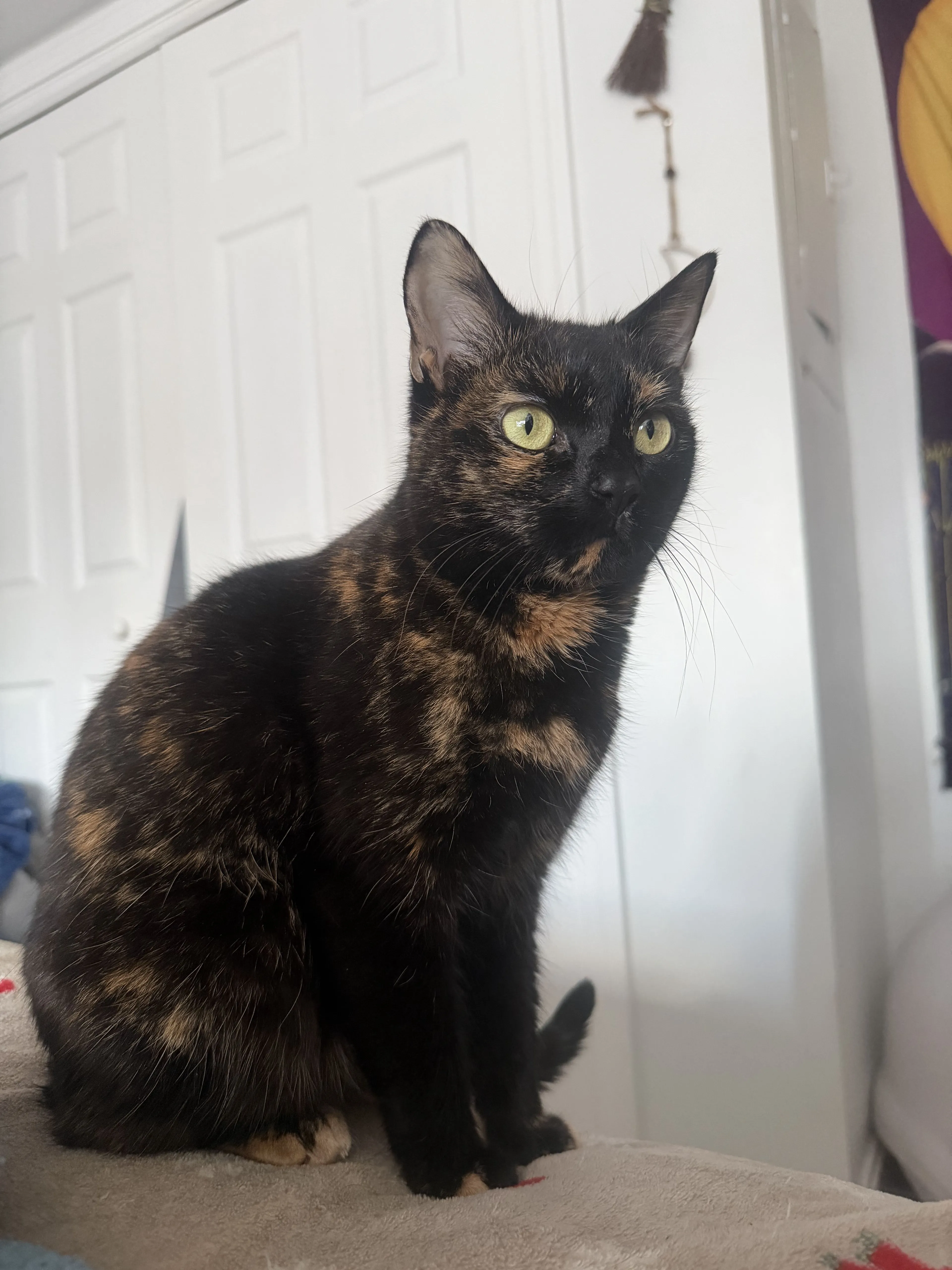 Lost pet-0