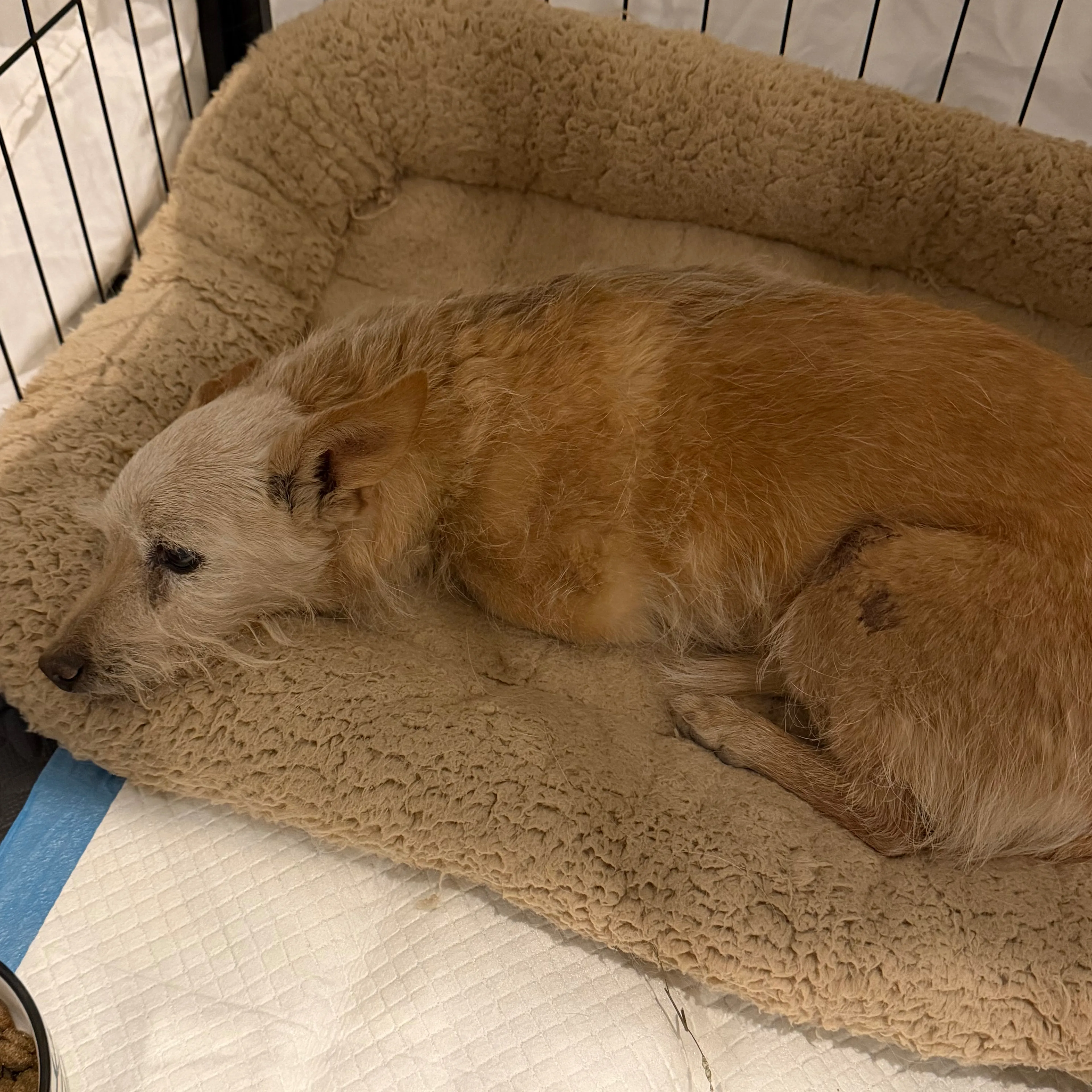Found pet-1