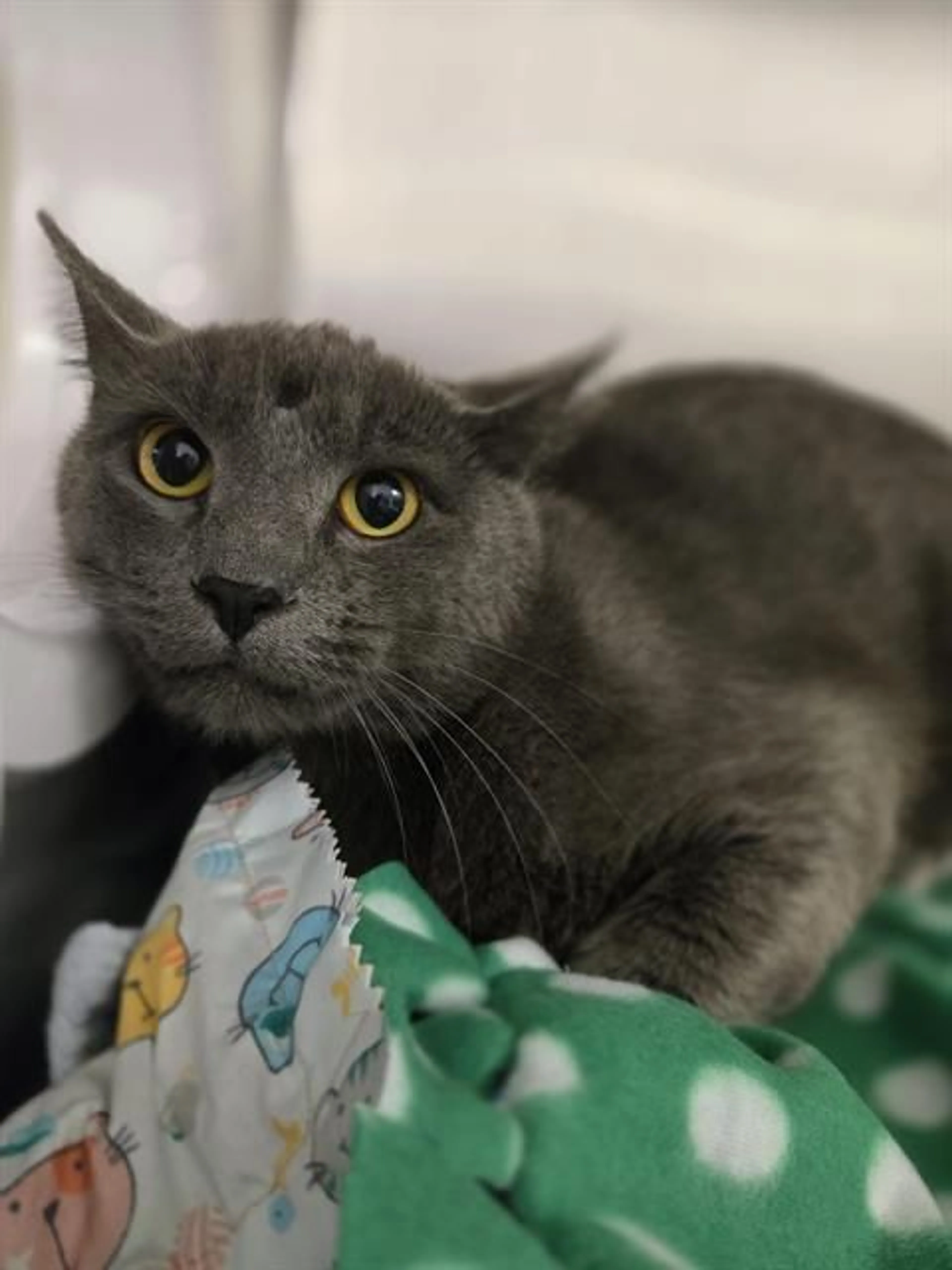 Found pet