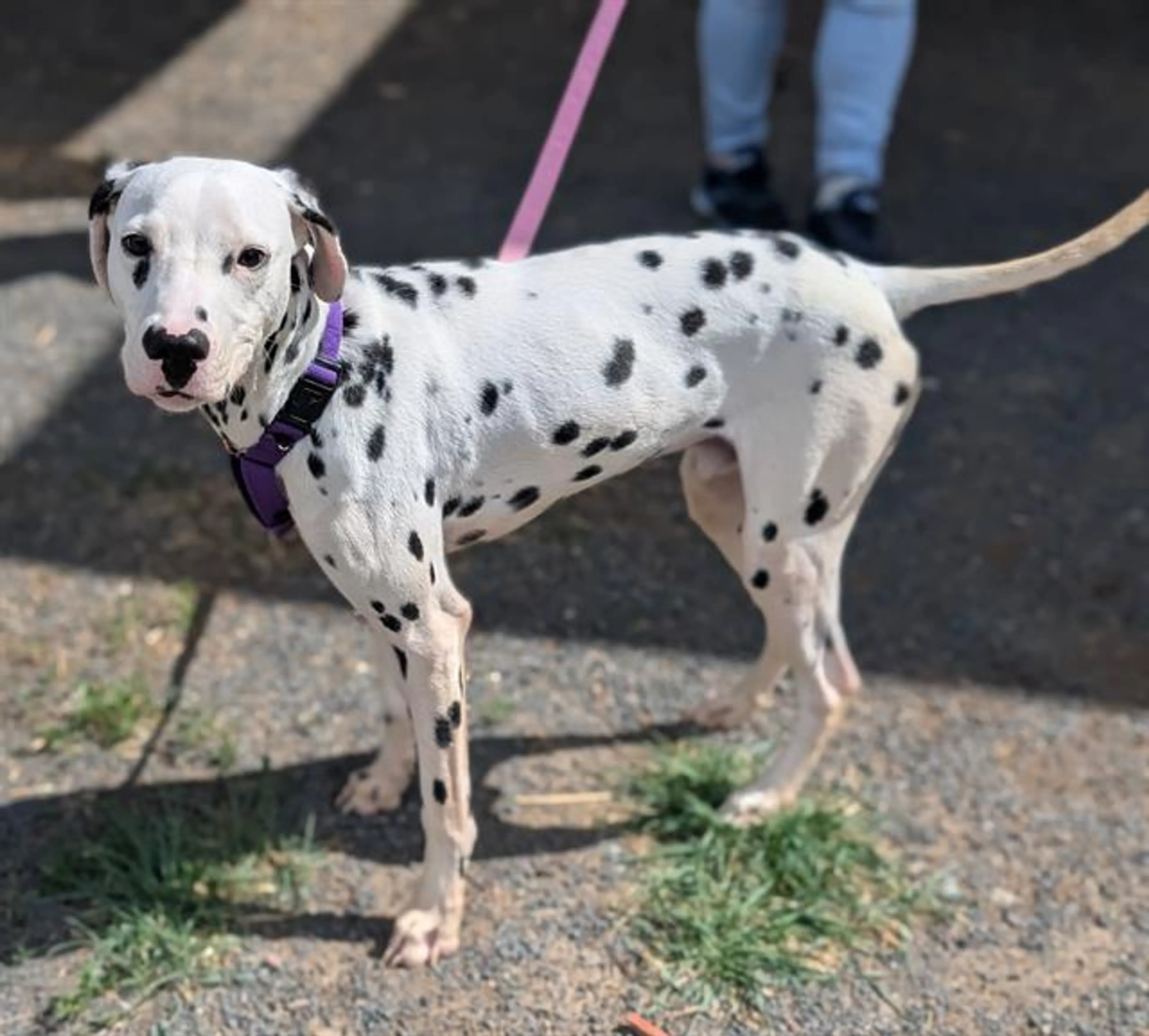 Found pet