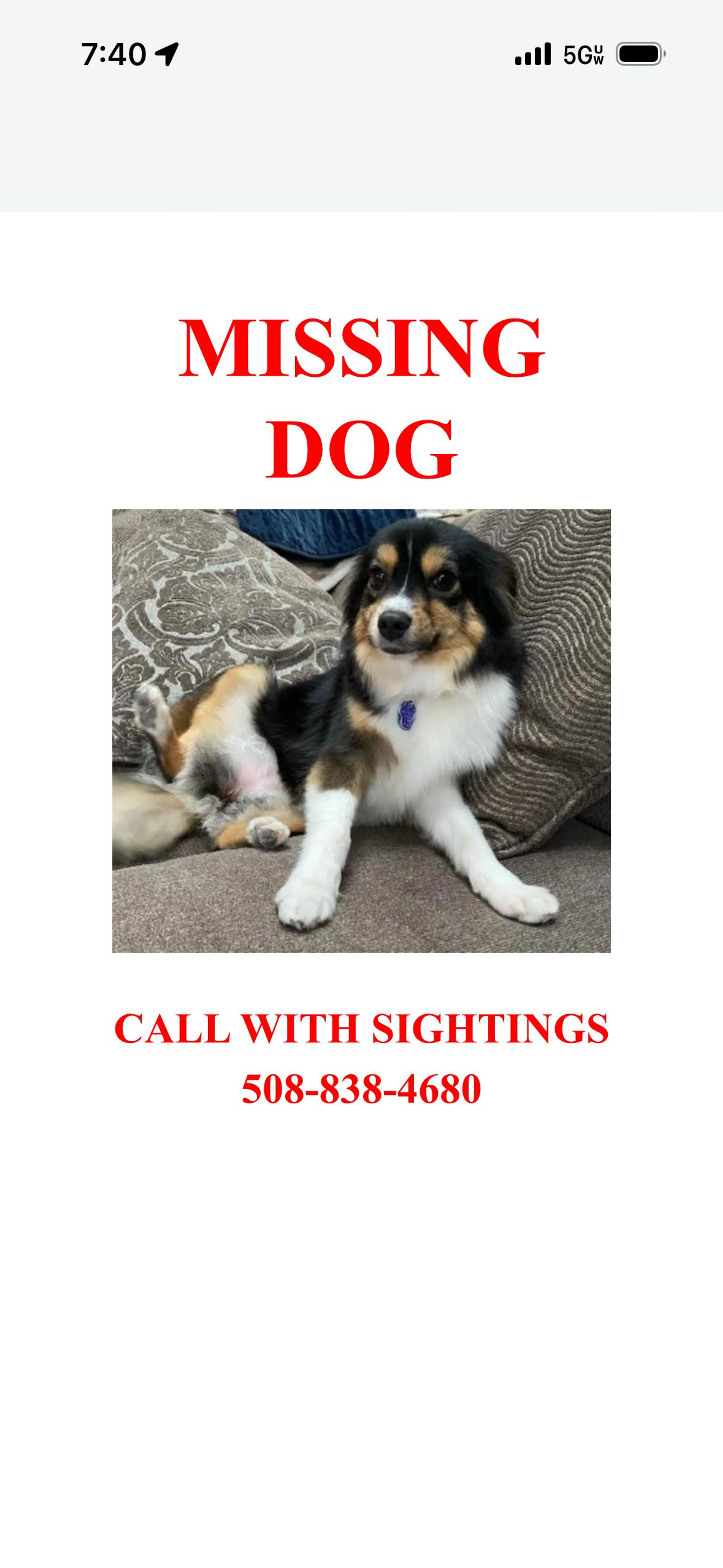 Lost pet