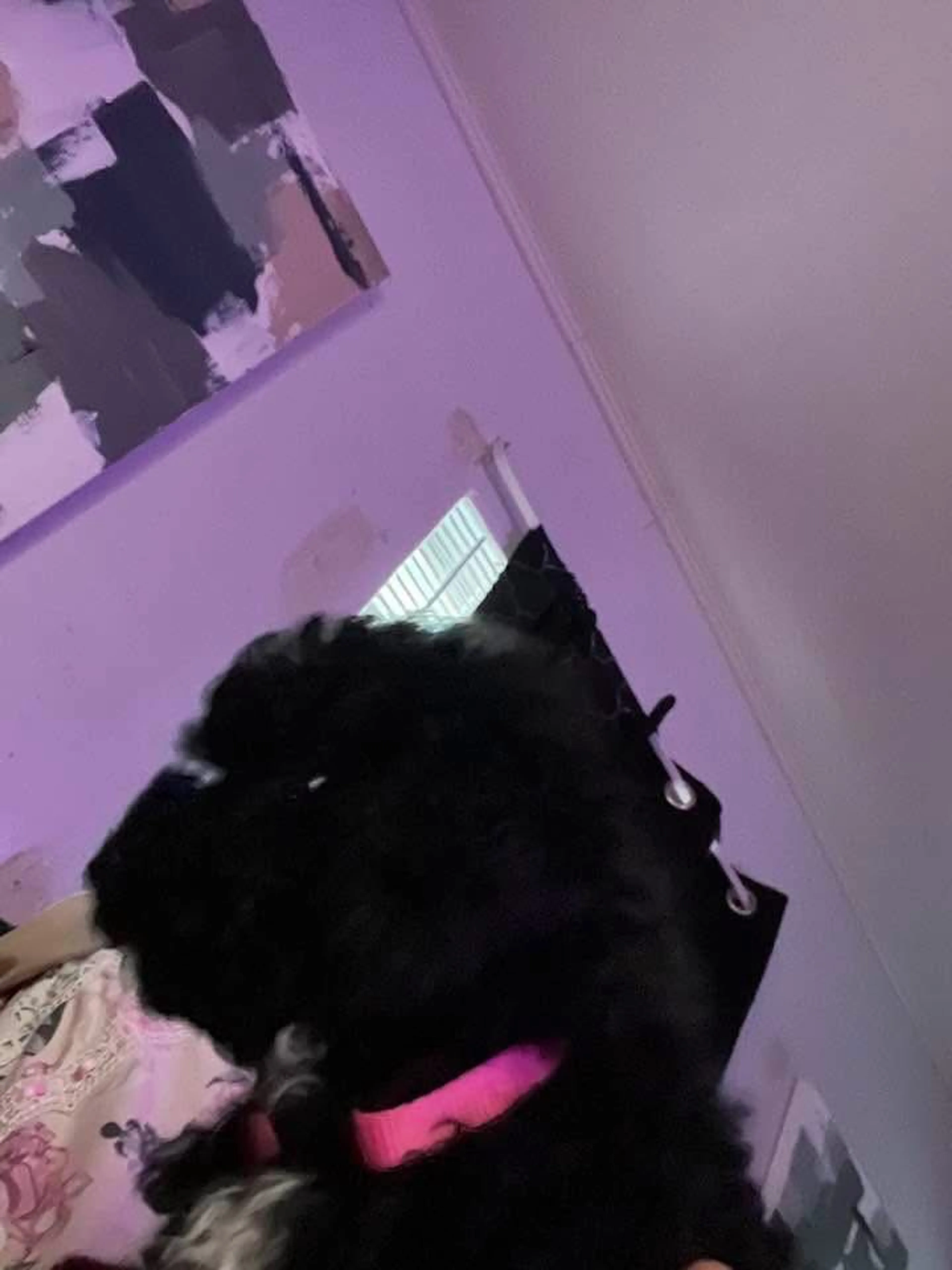 Lost pet-1