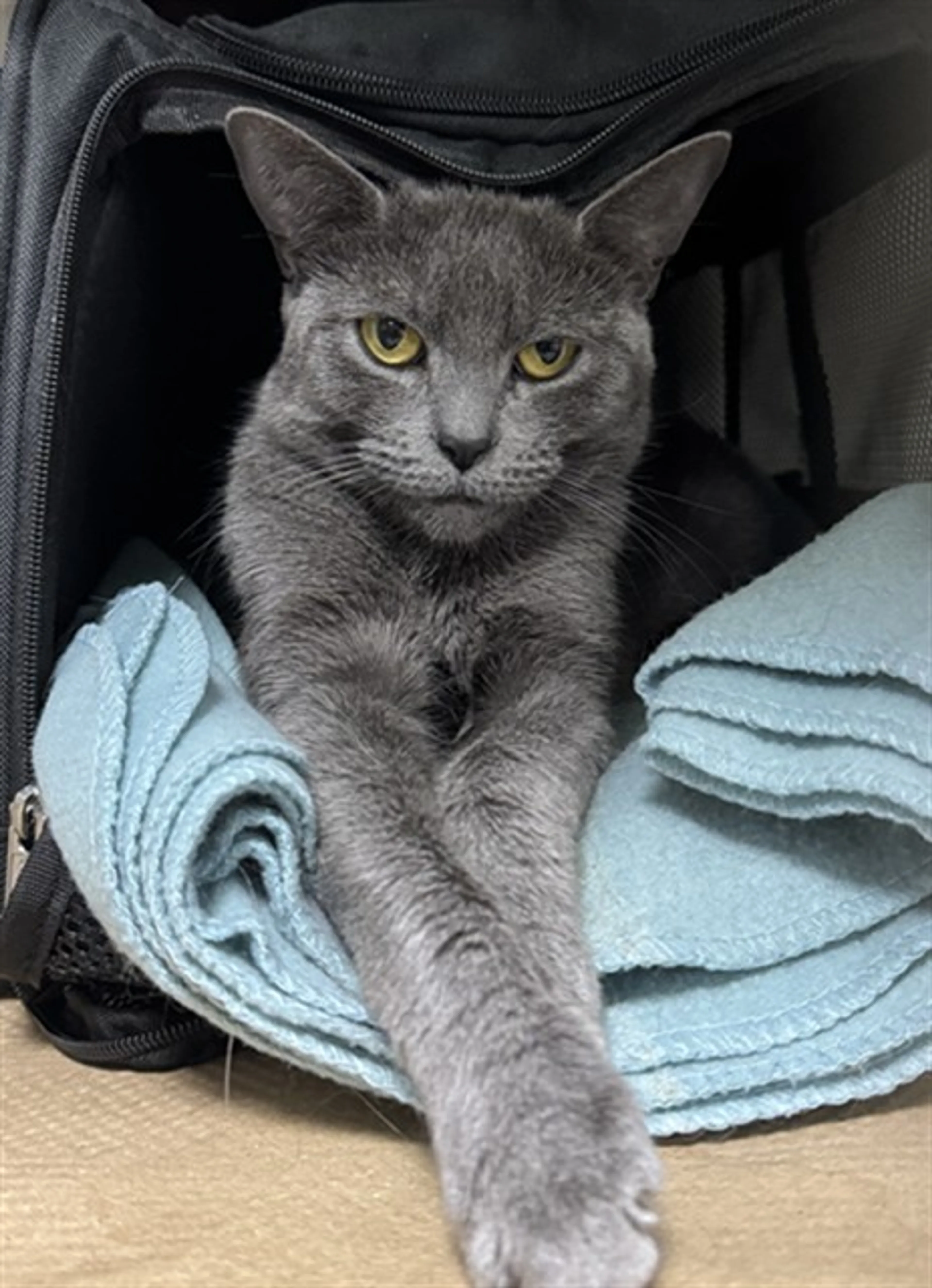 Found pet