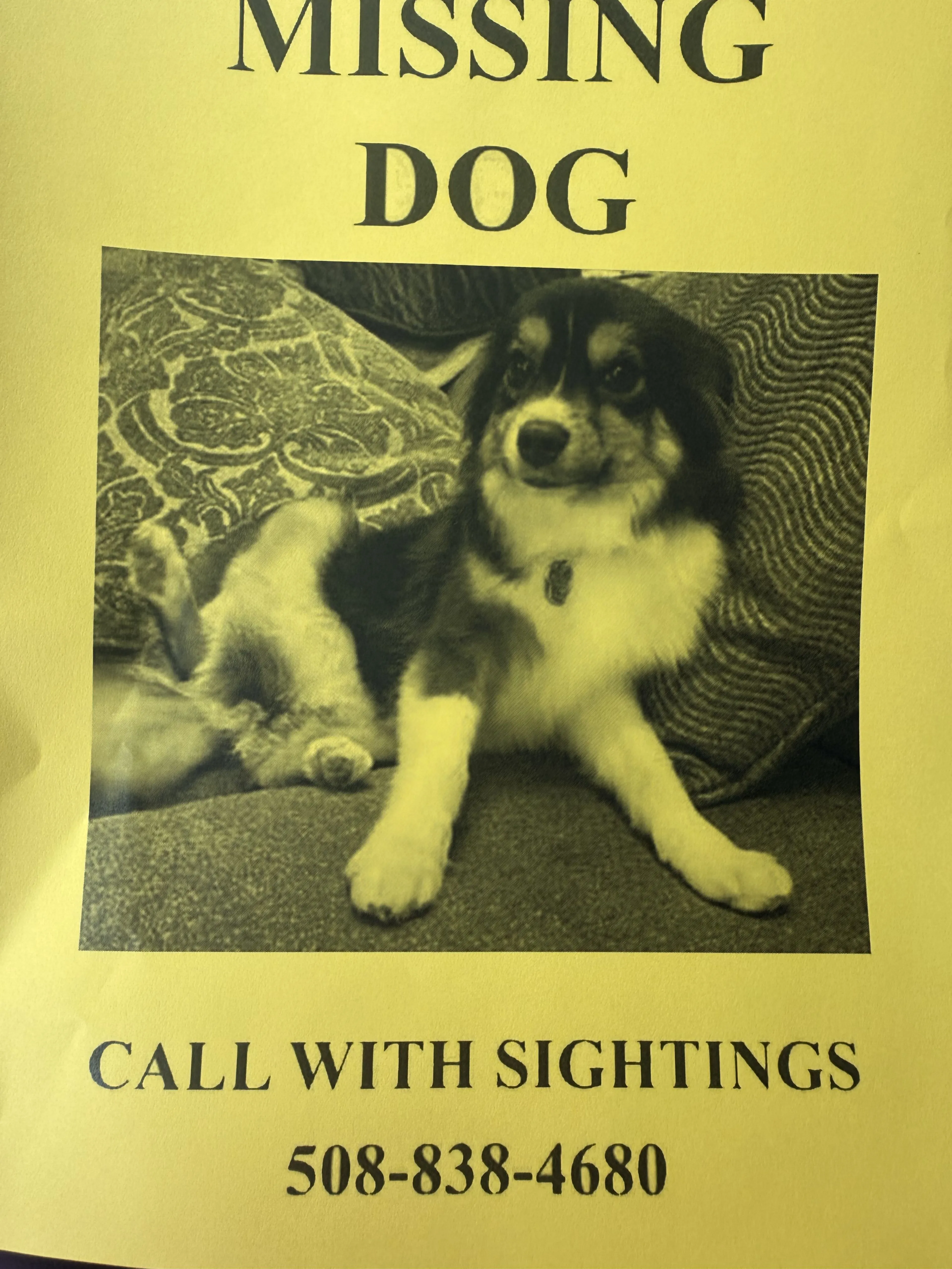 Lost pet