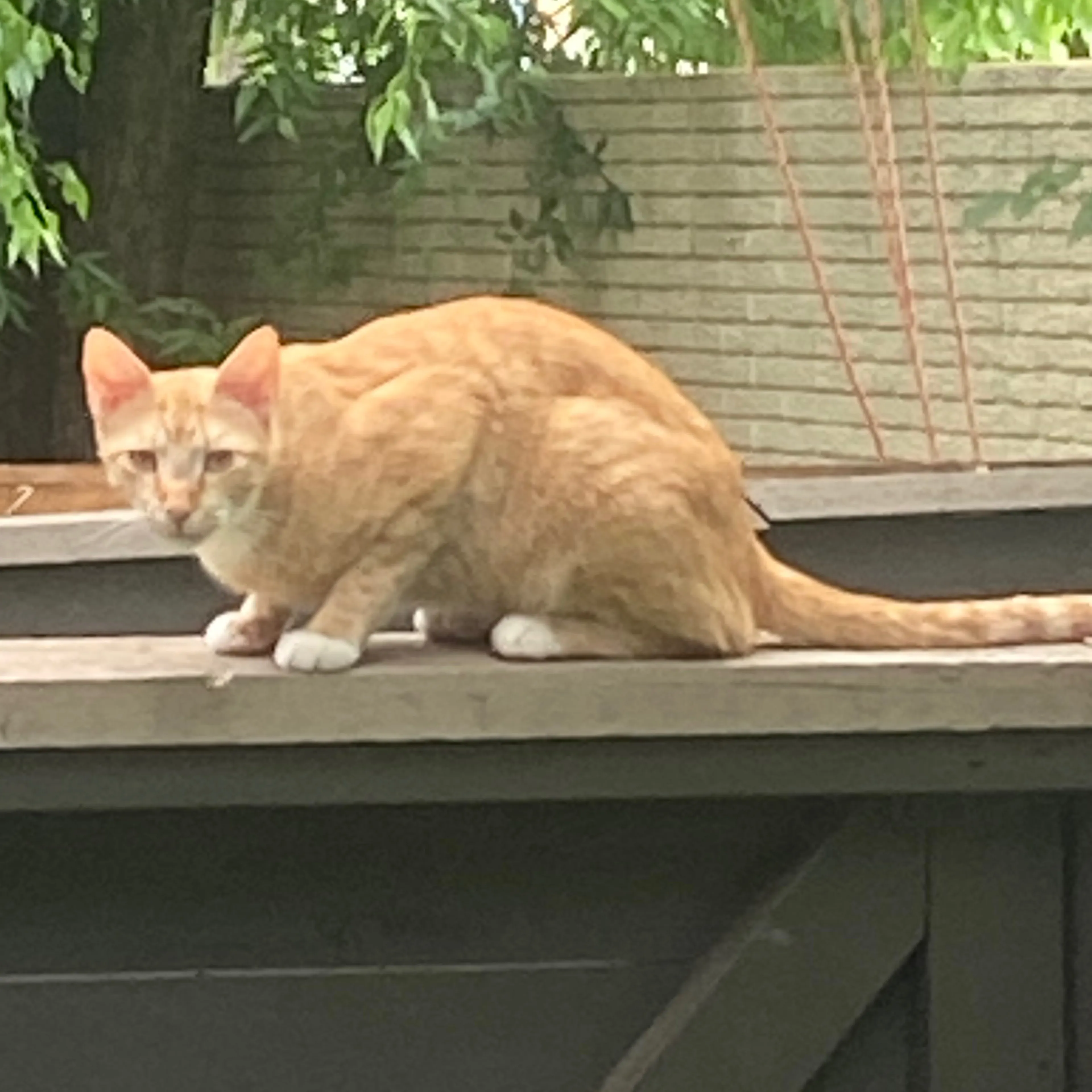 Lost pet-1