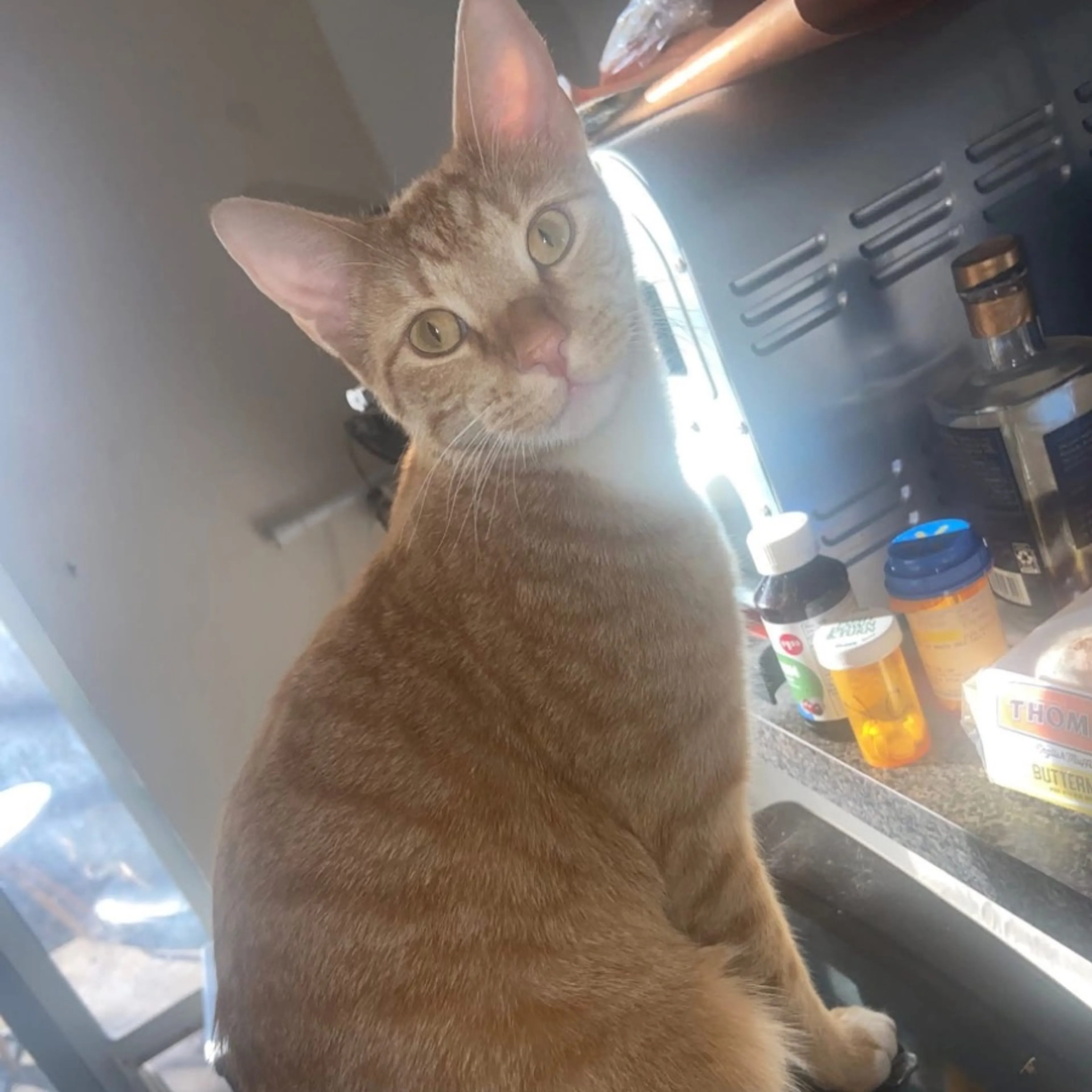 Lost pet-0