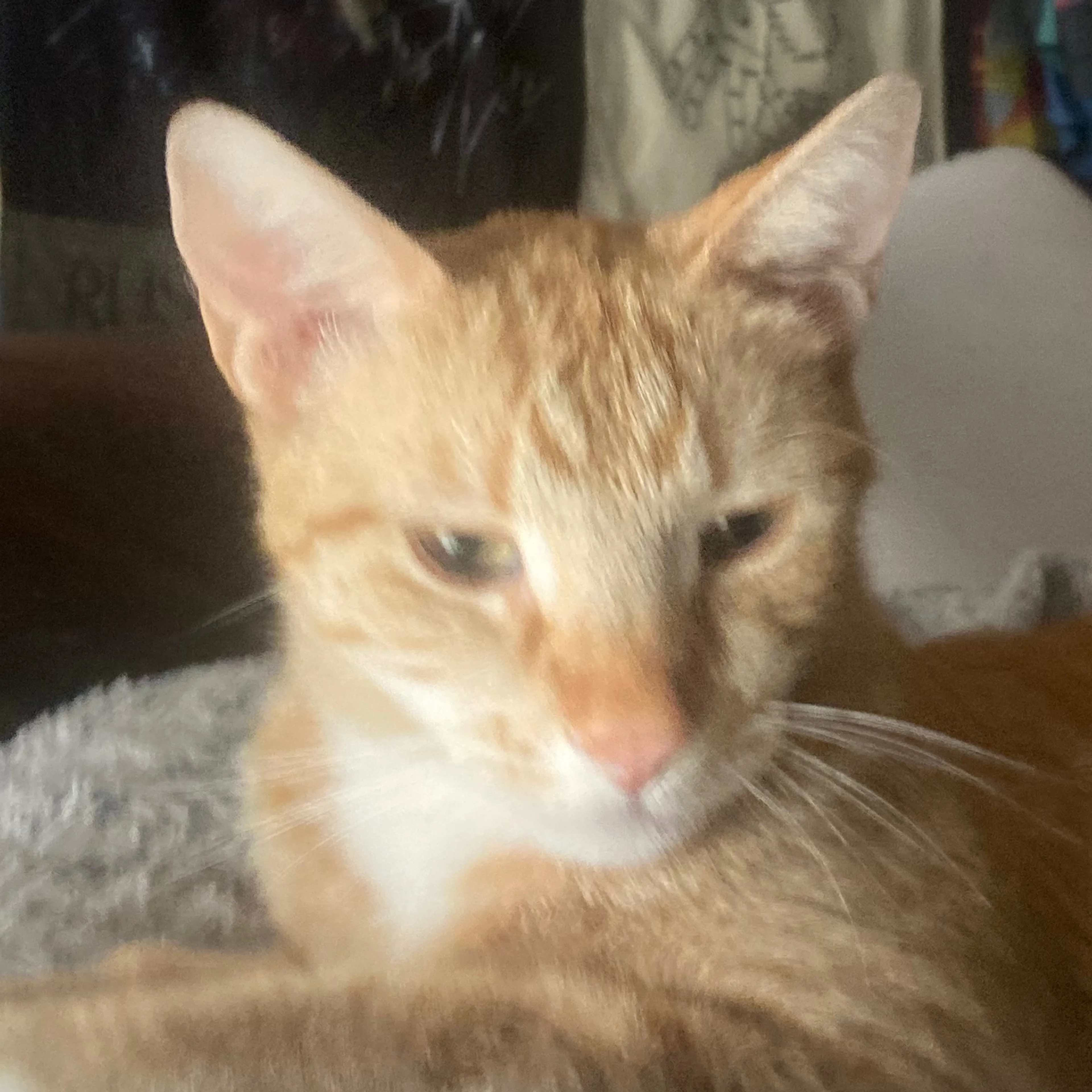 Lost pet-2