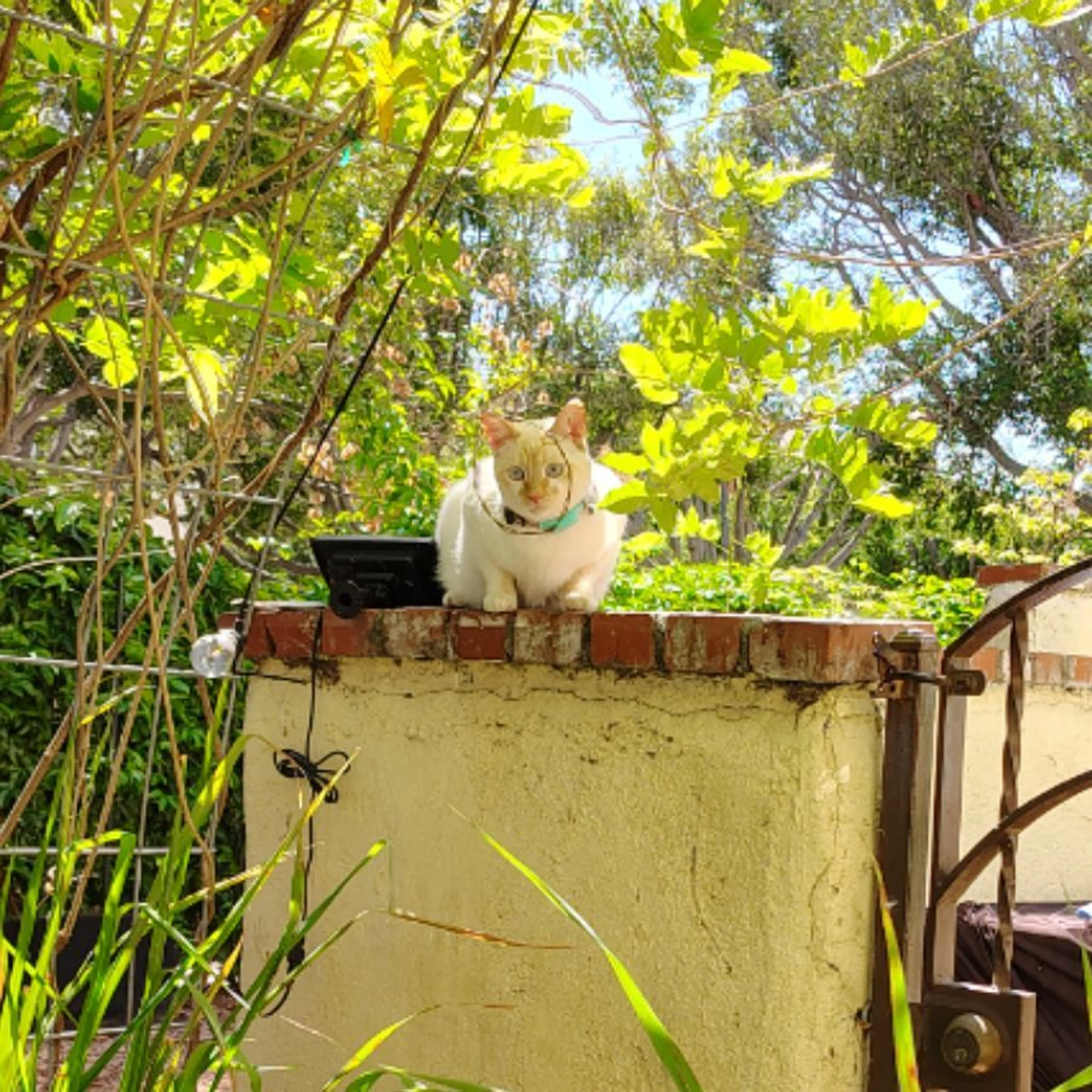 Lost pet