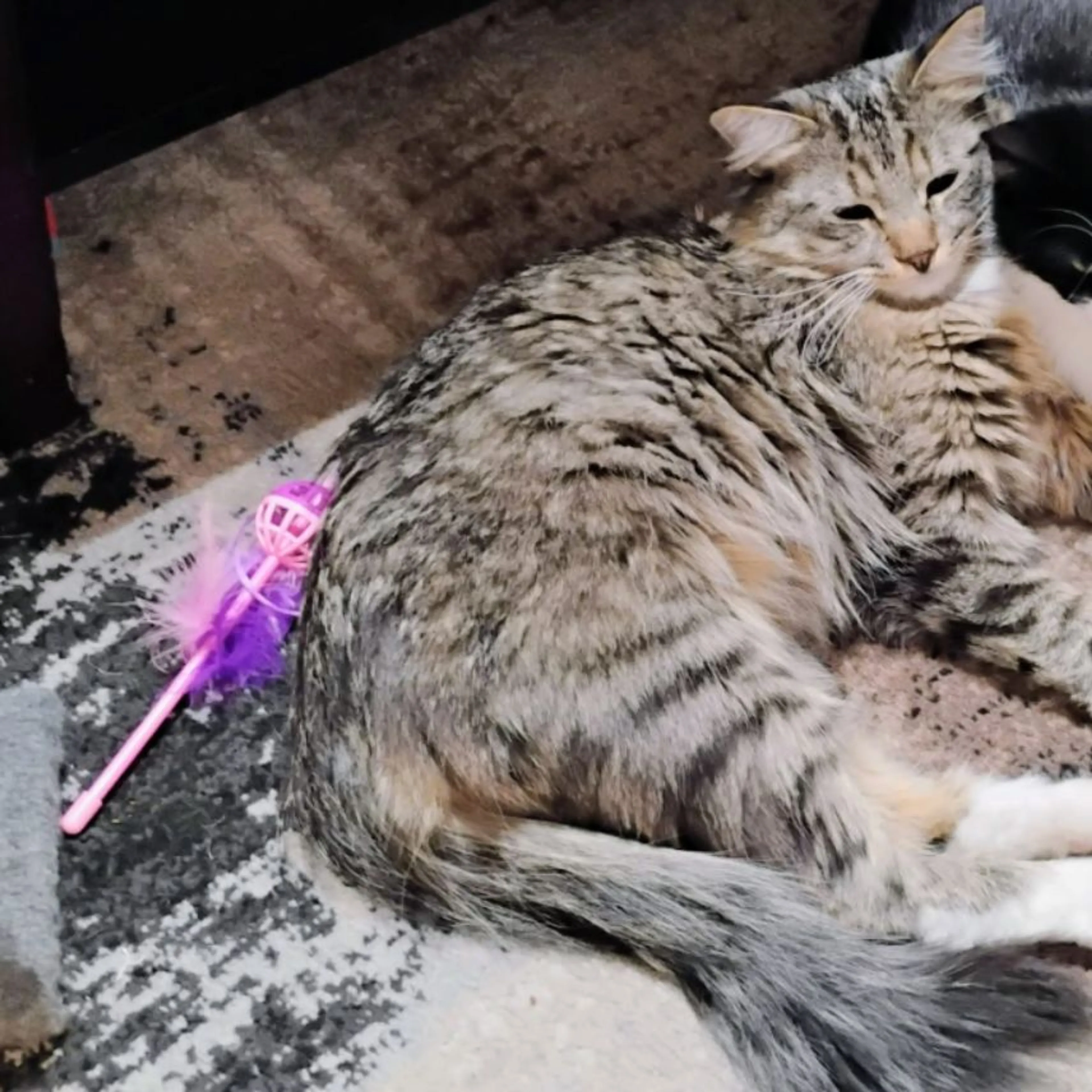 Lost pet