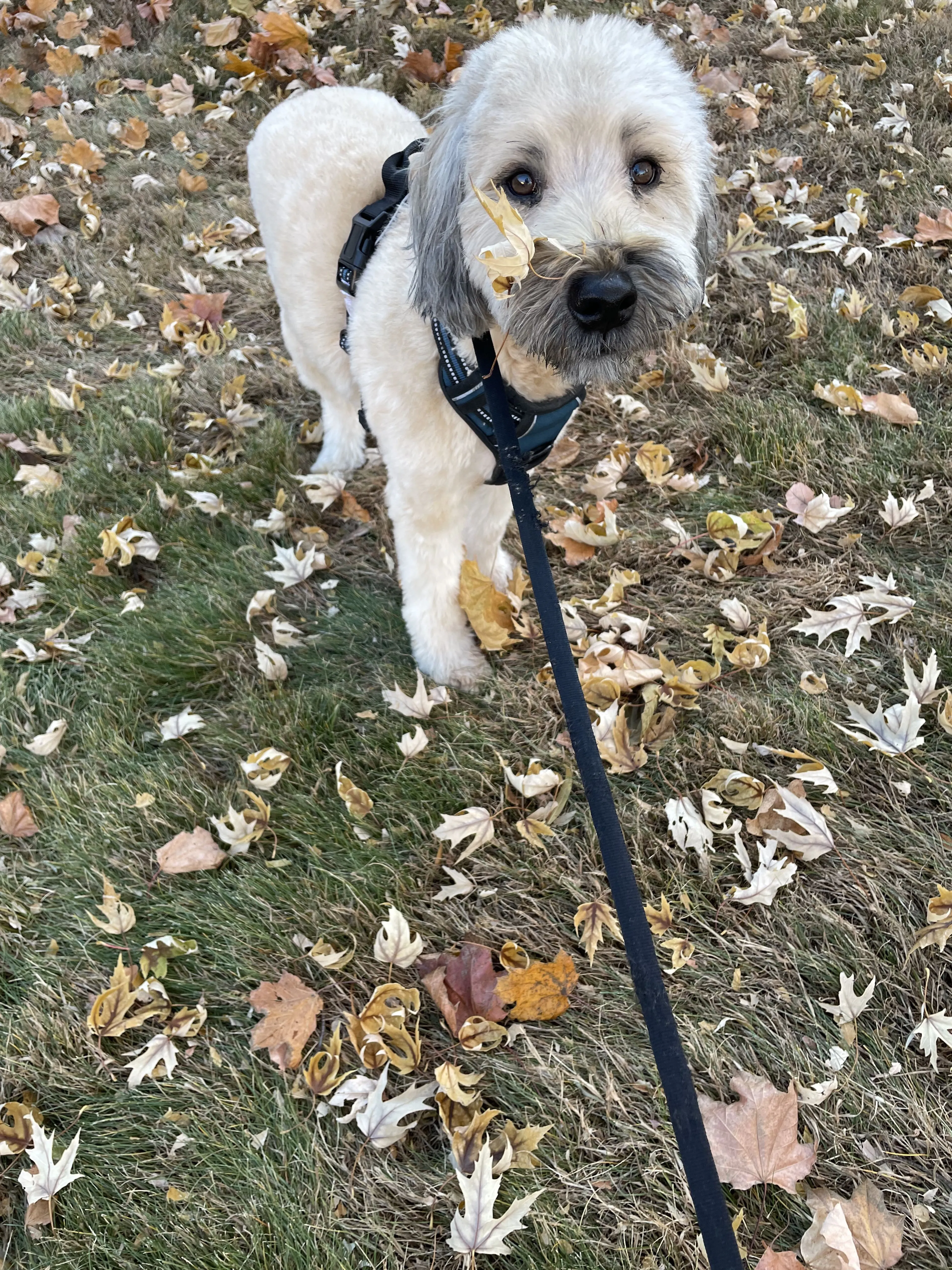 Lost pet-1