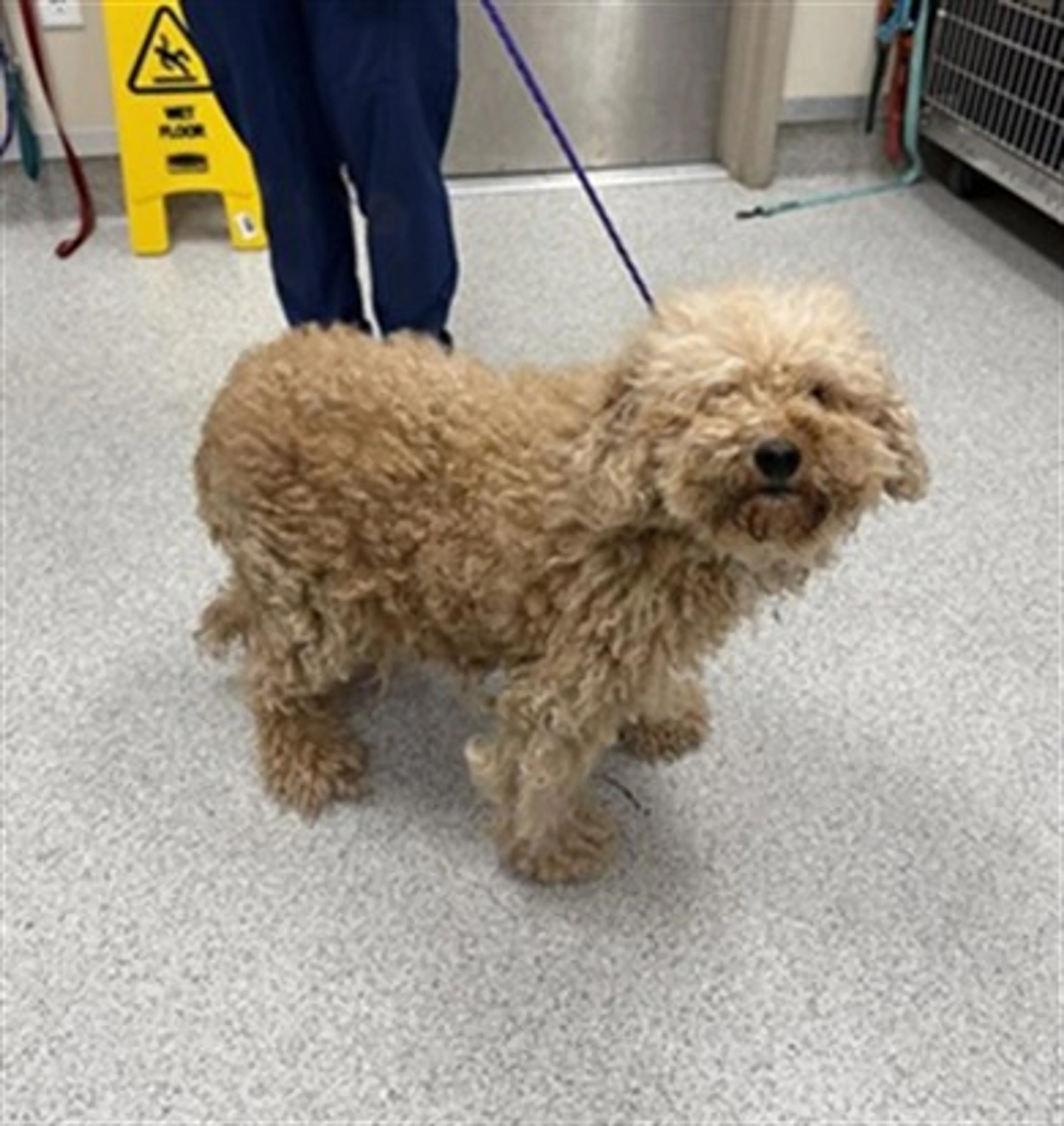 Found pet