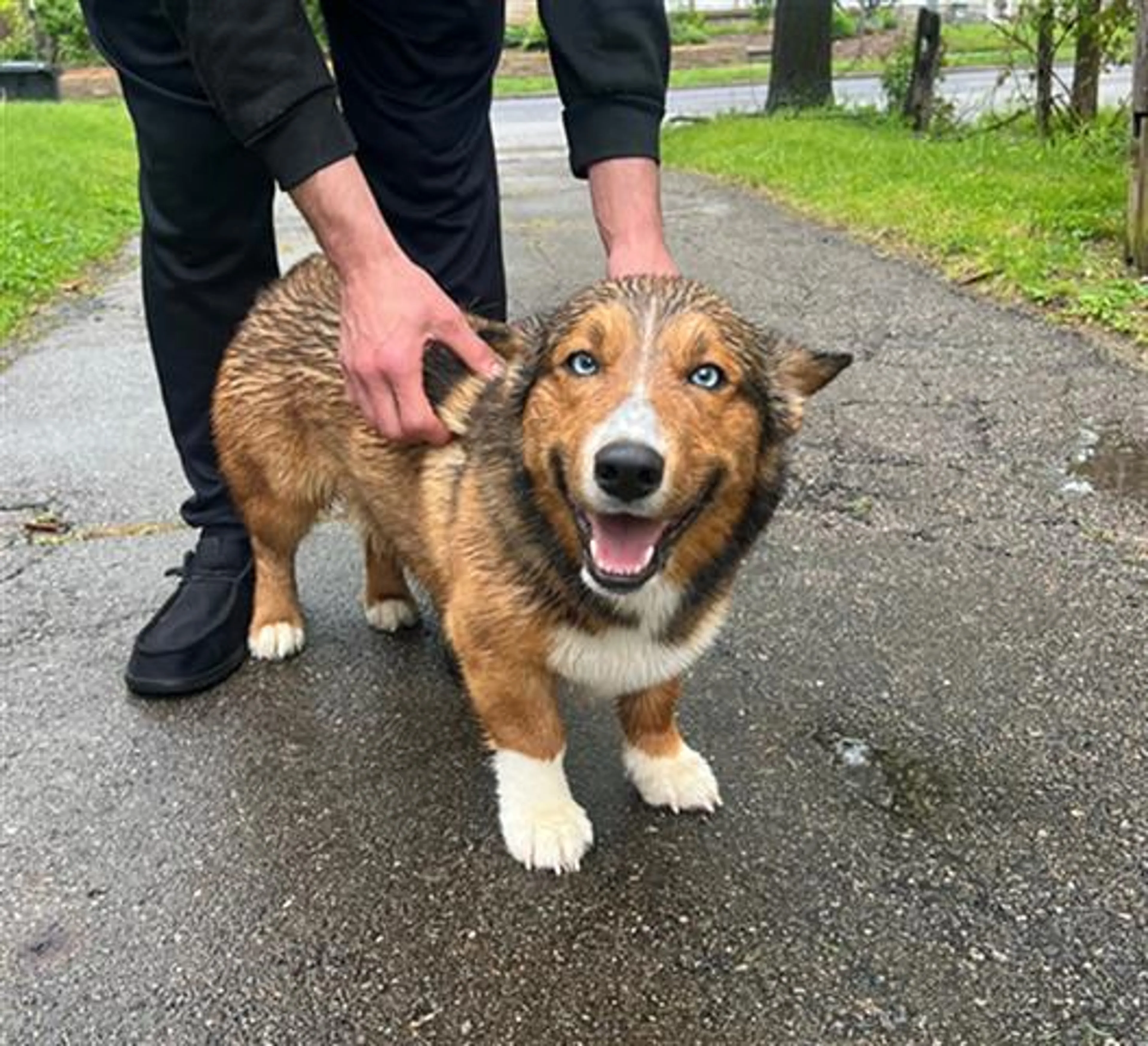 Found pet
