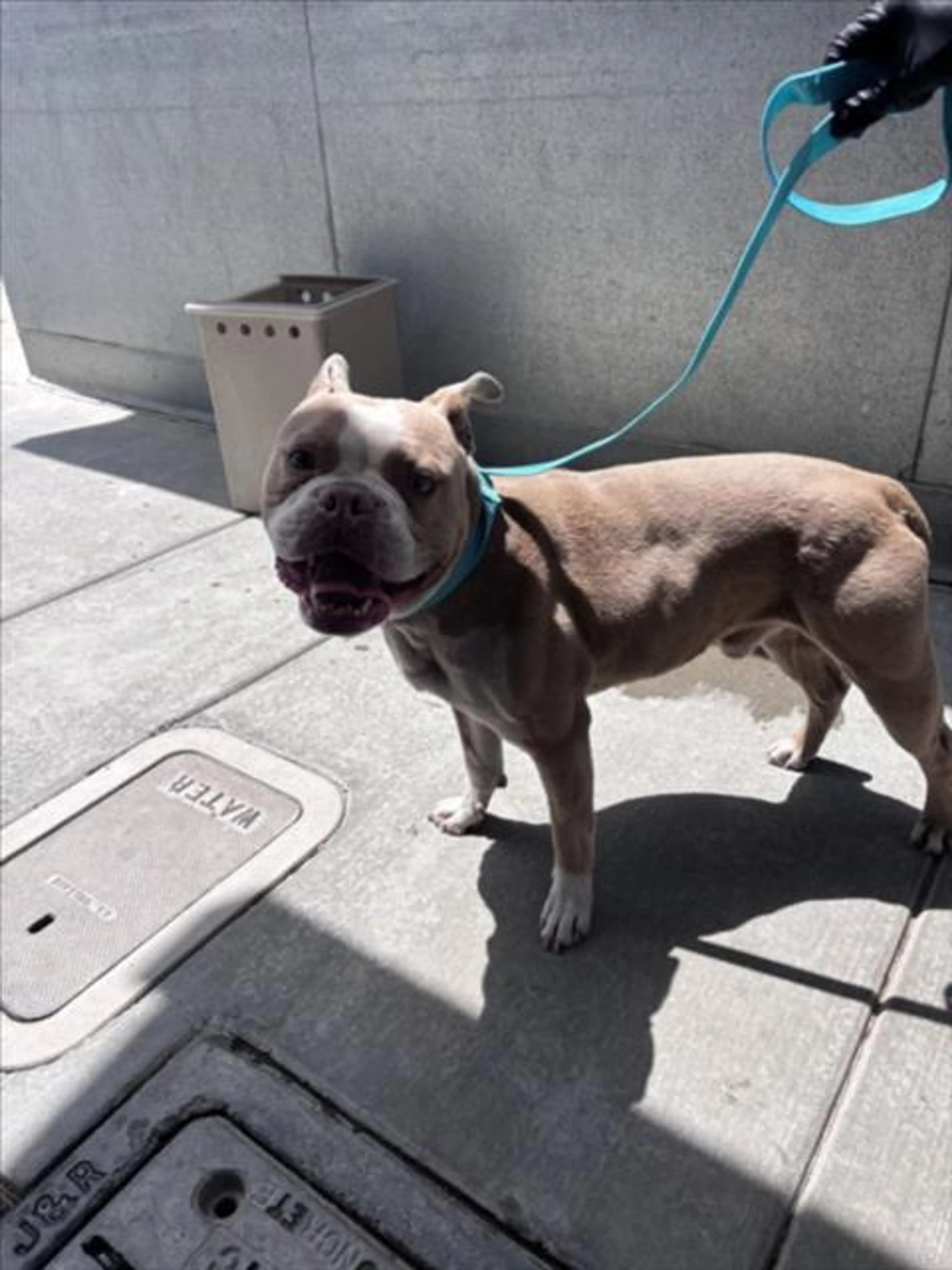 Found pet