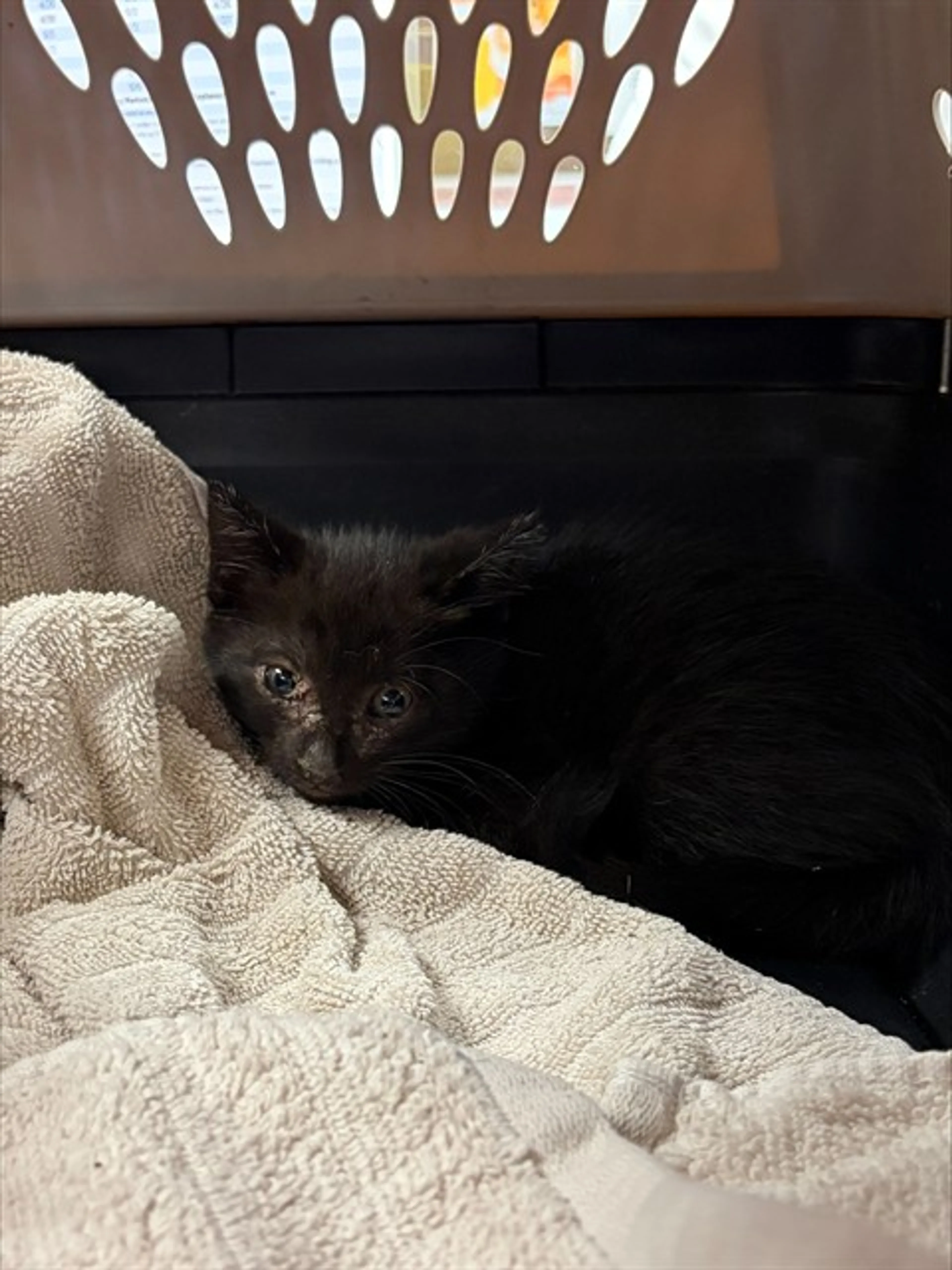 Found pet