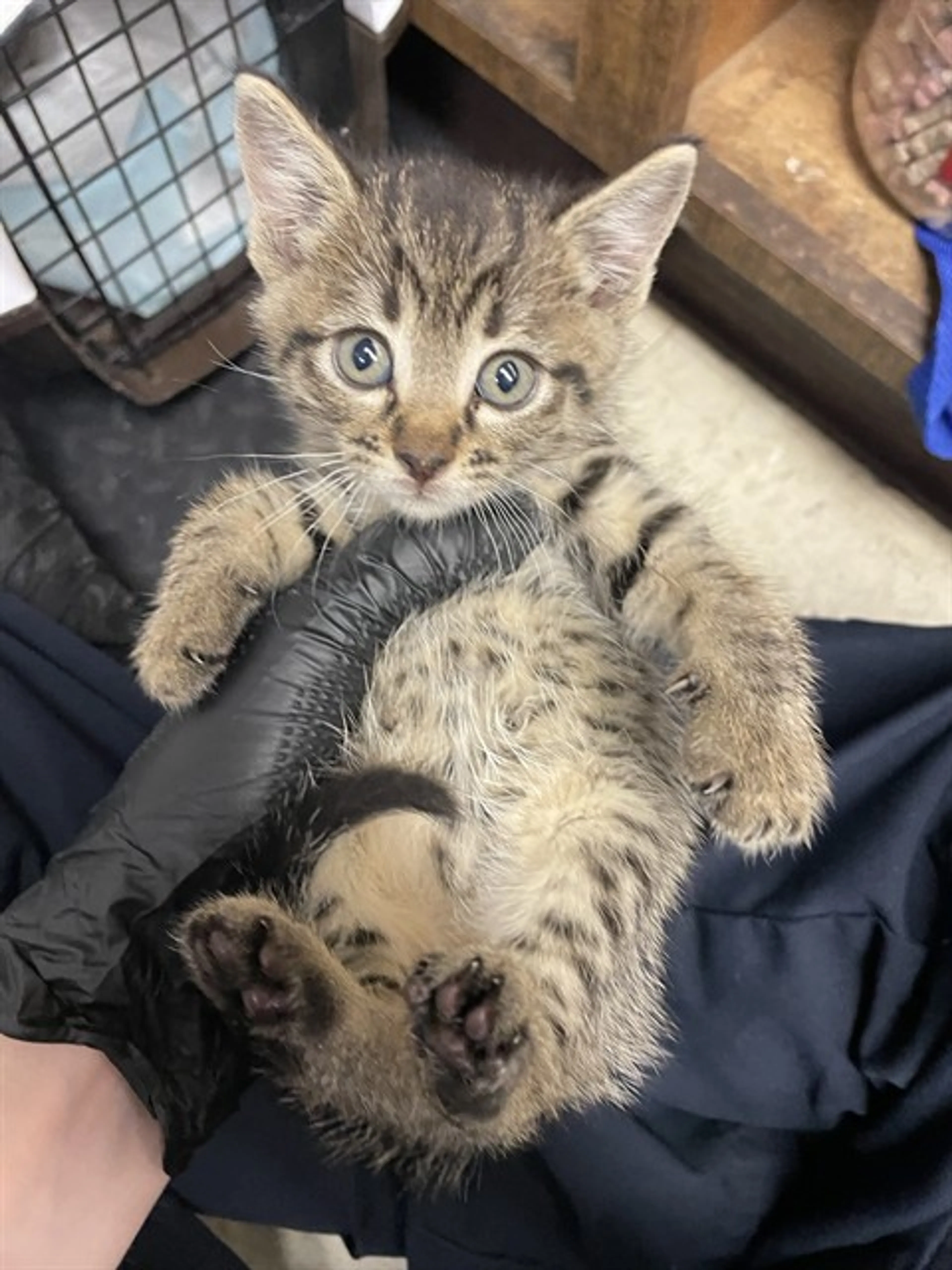 Found pet
