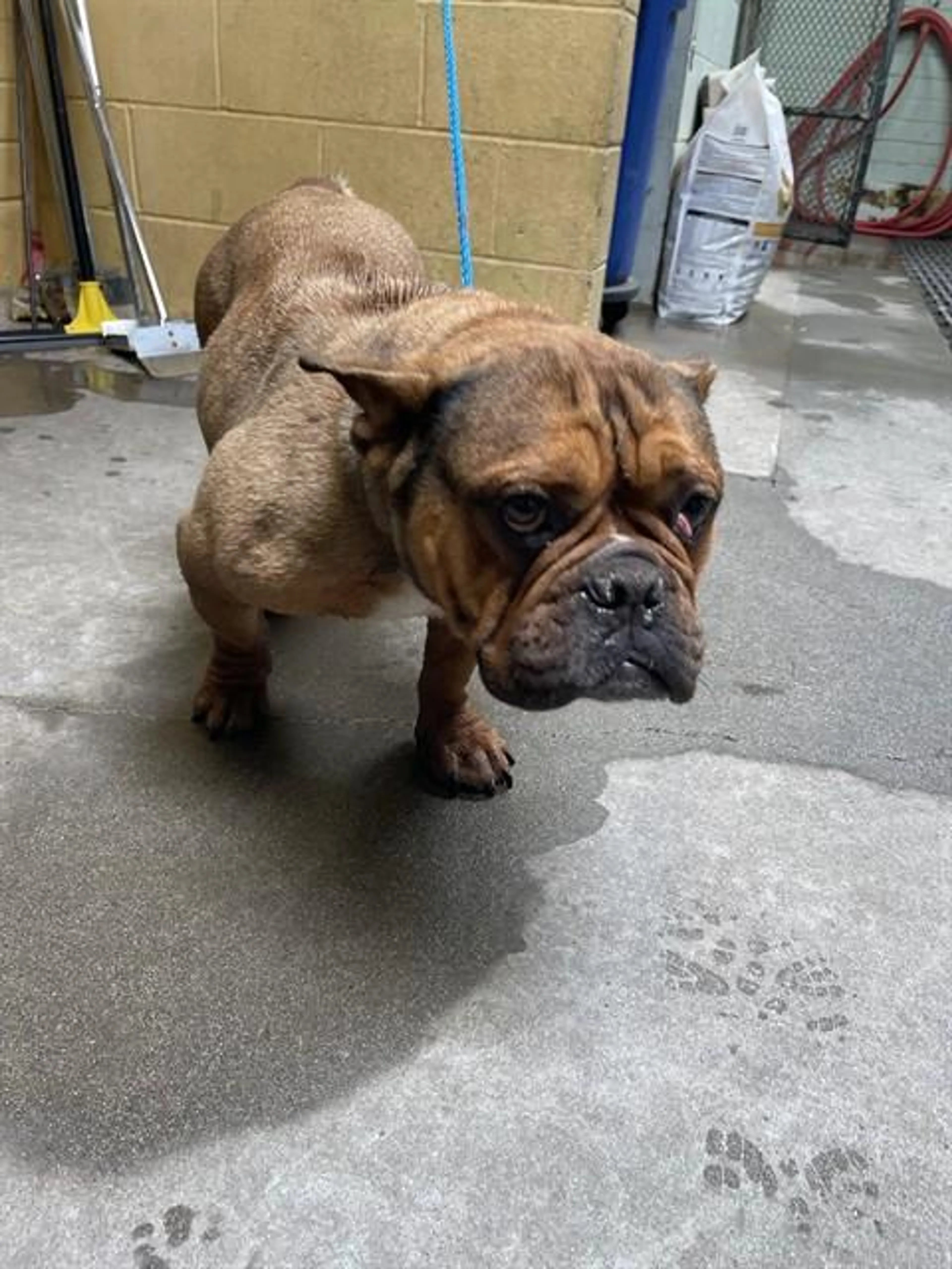 Found pet