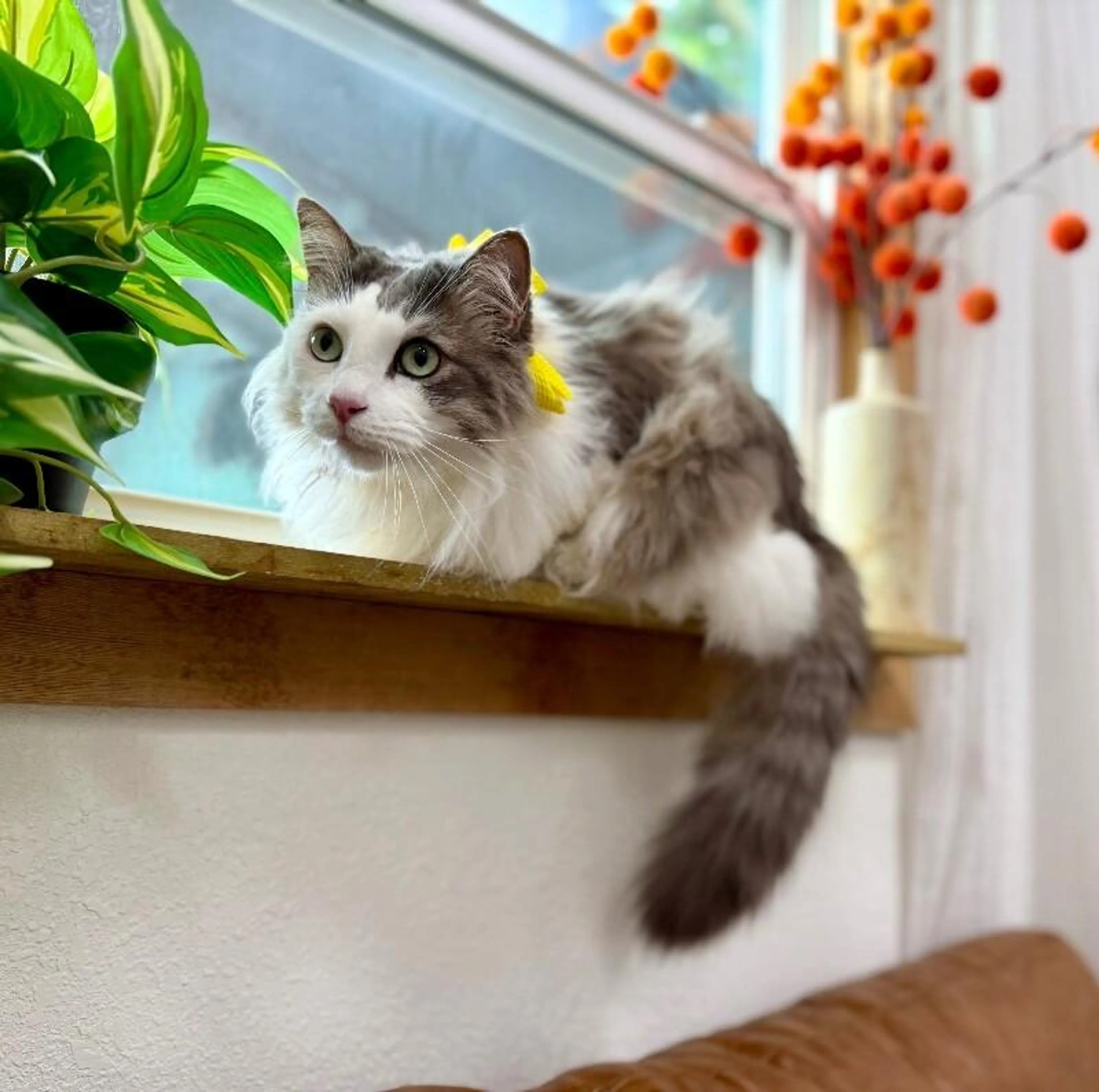 Found pet-1