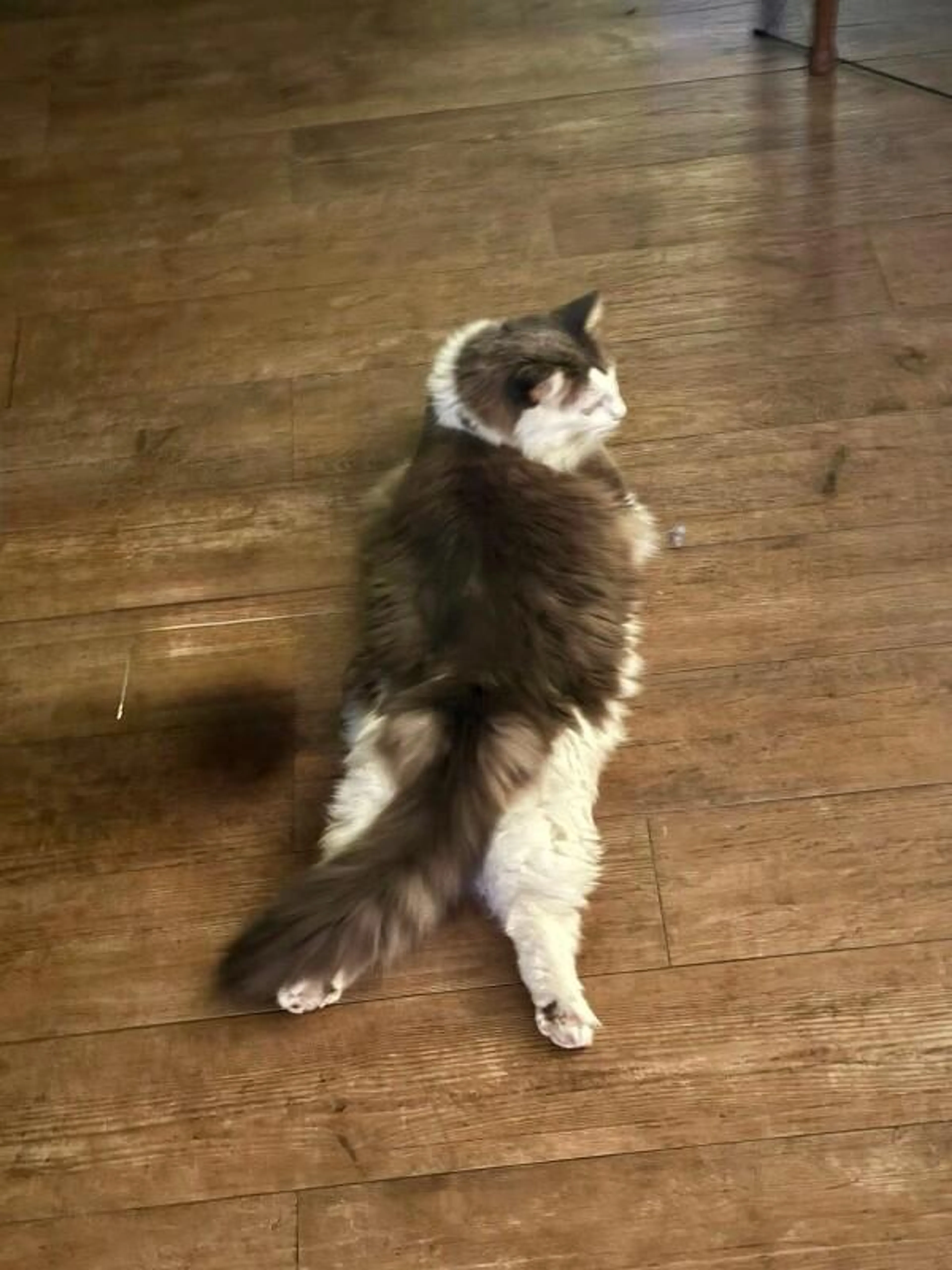 Found pet-2