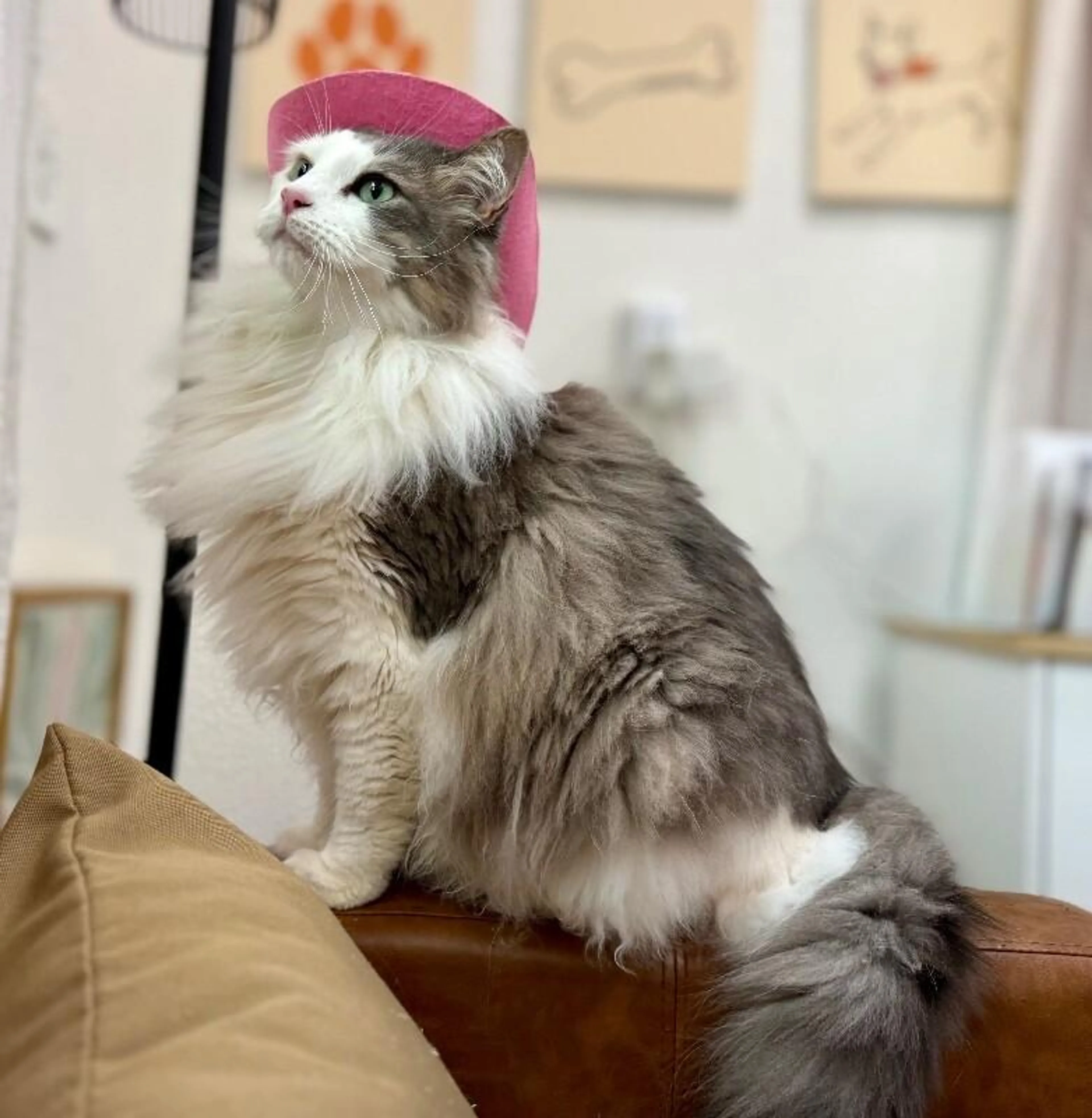 Found pet-0