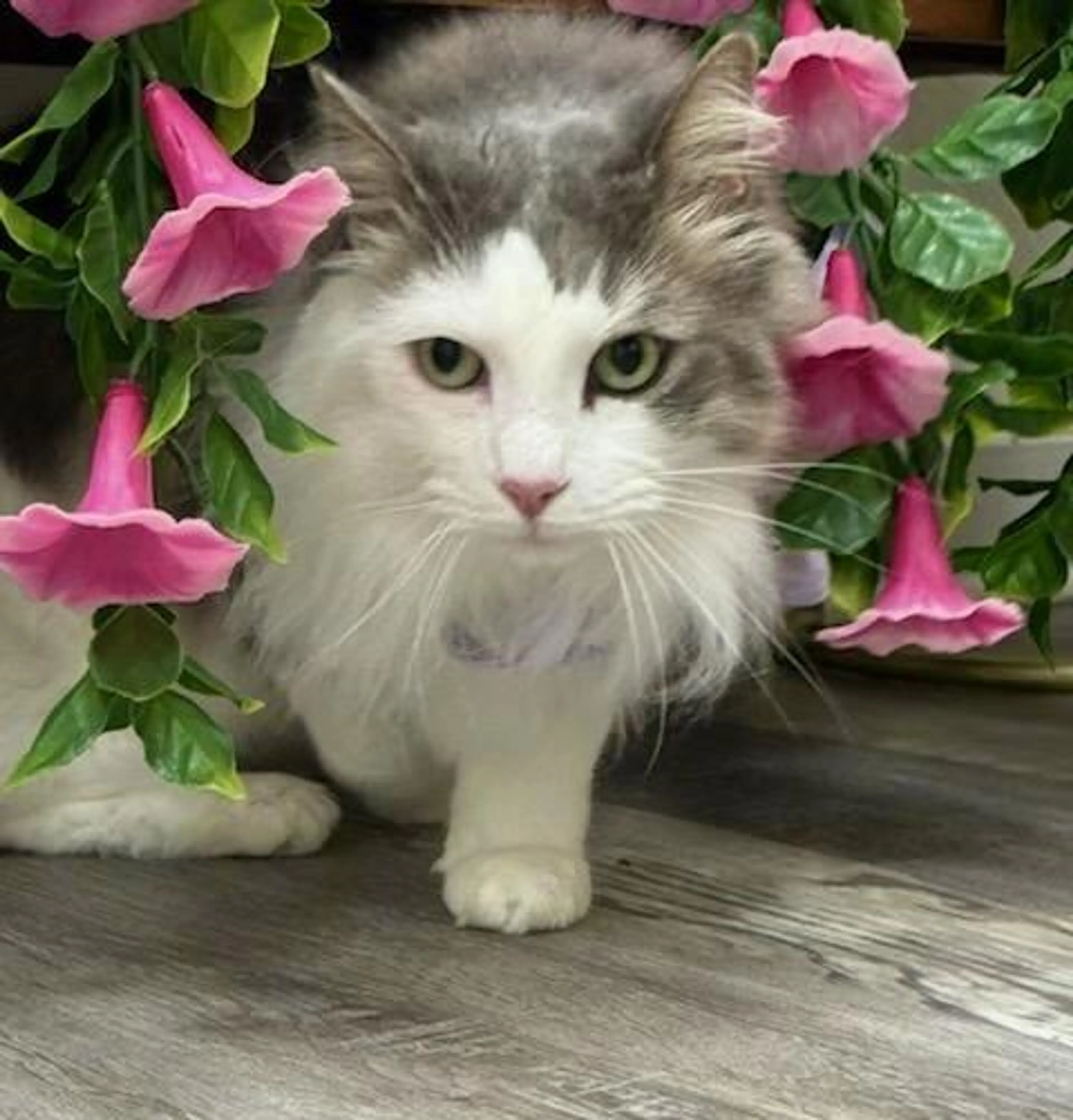 Found pet-4