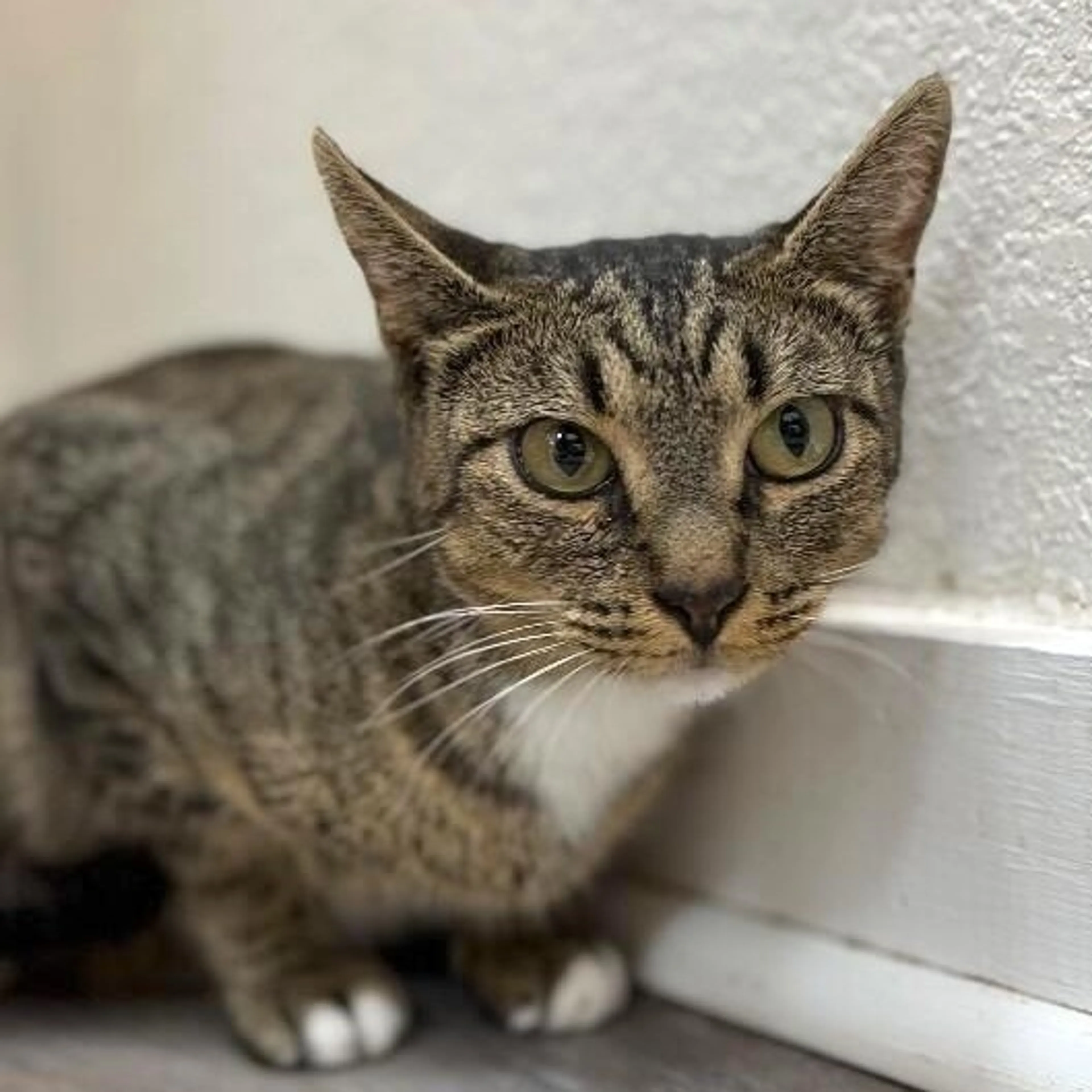 Found pet-1