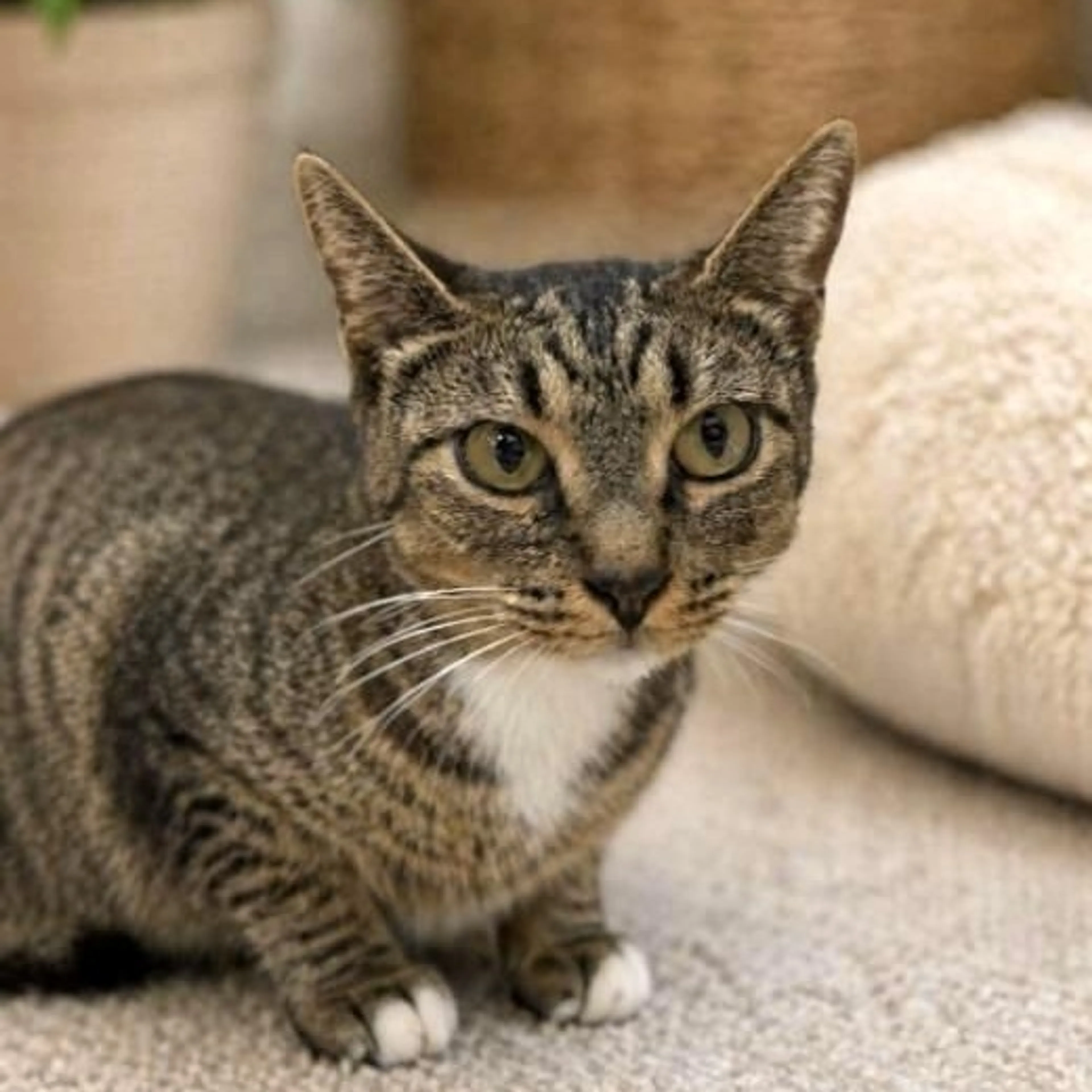 Found pet-4