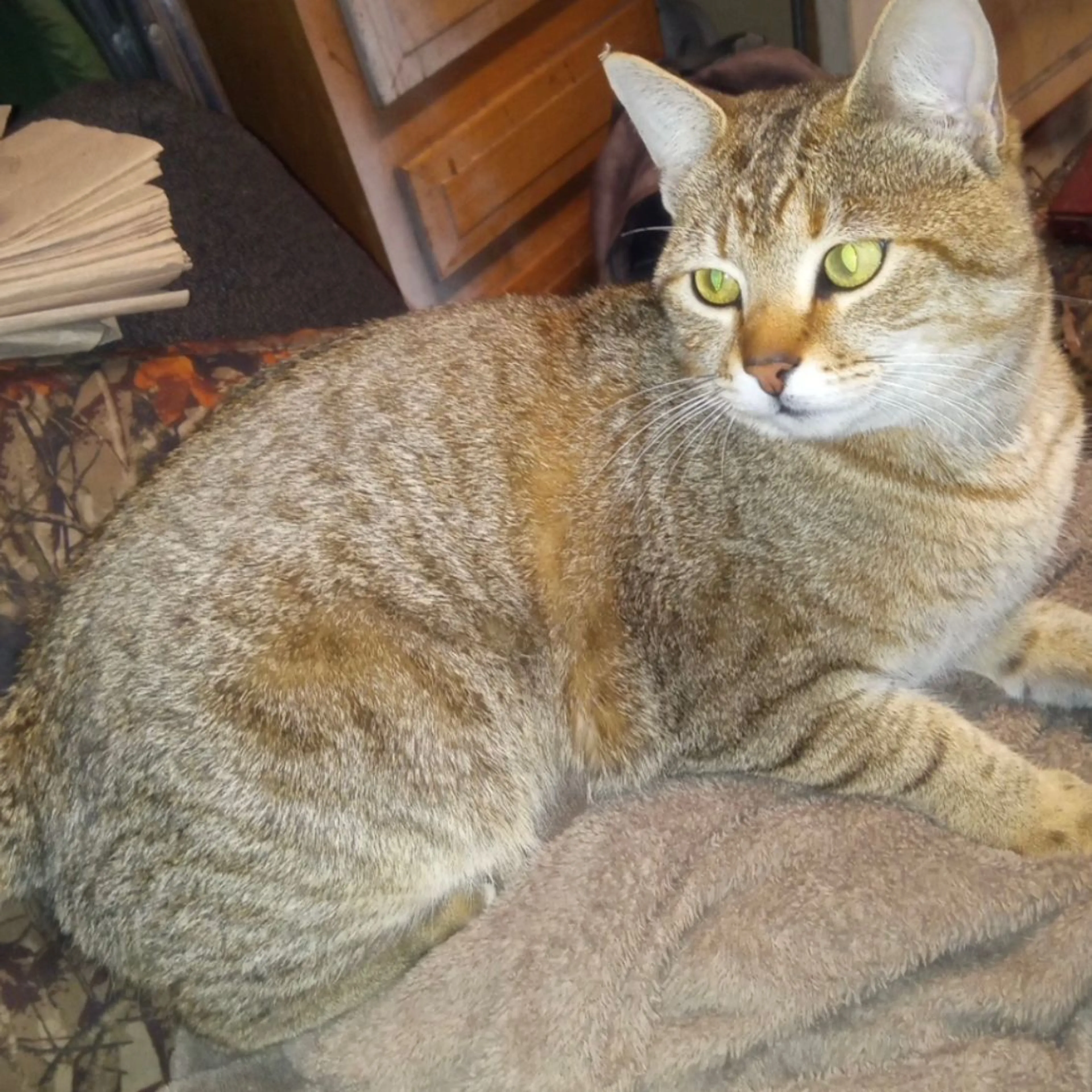 Lost pet