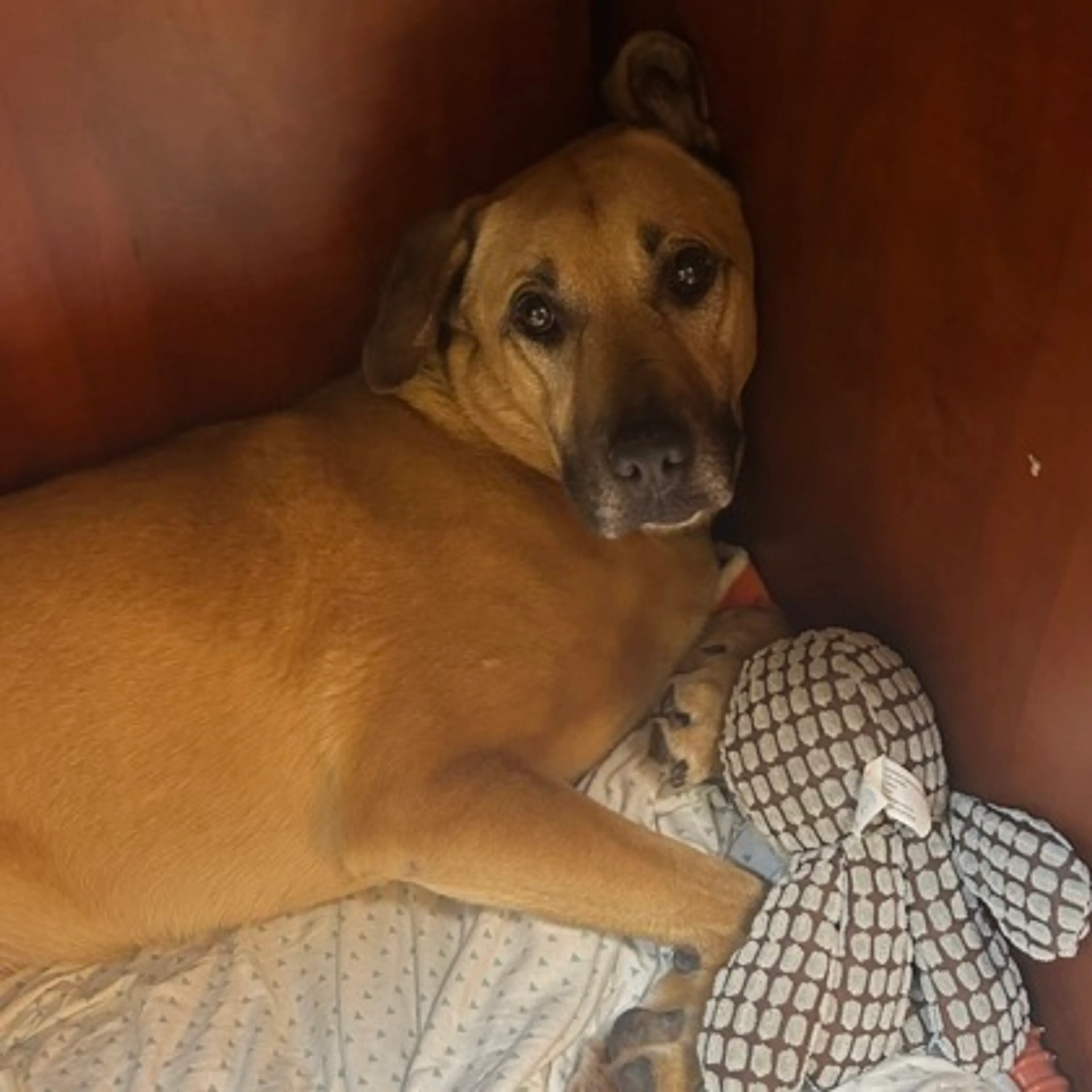 Found pet-1