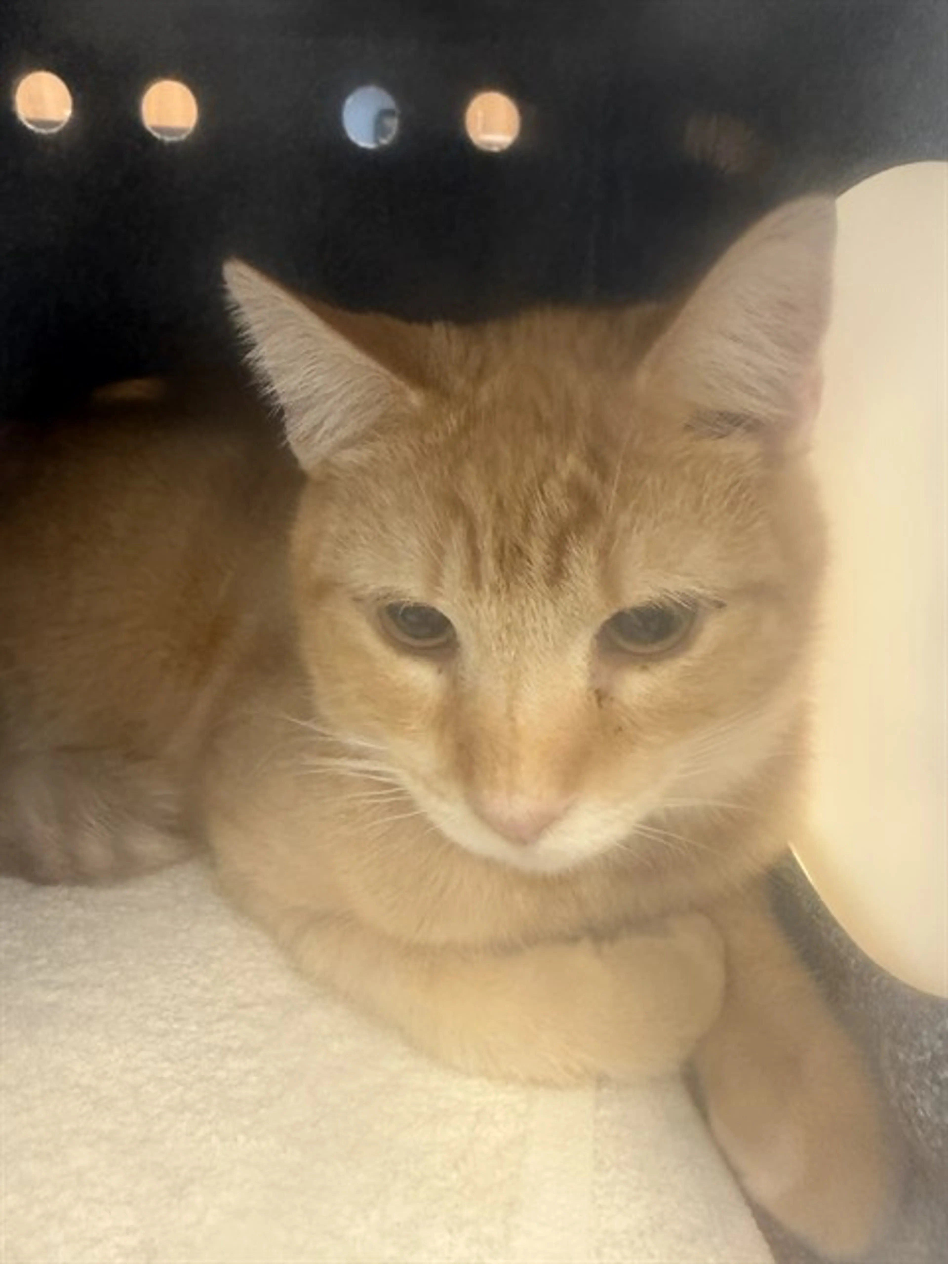 Found pet