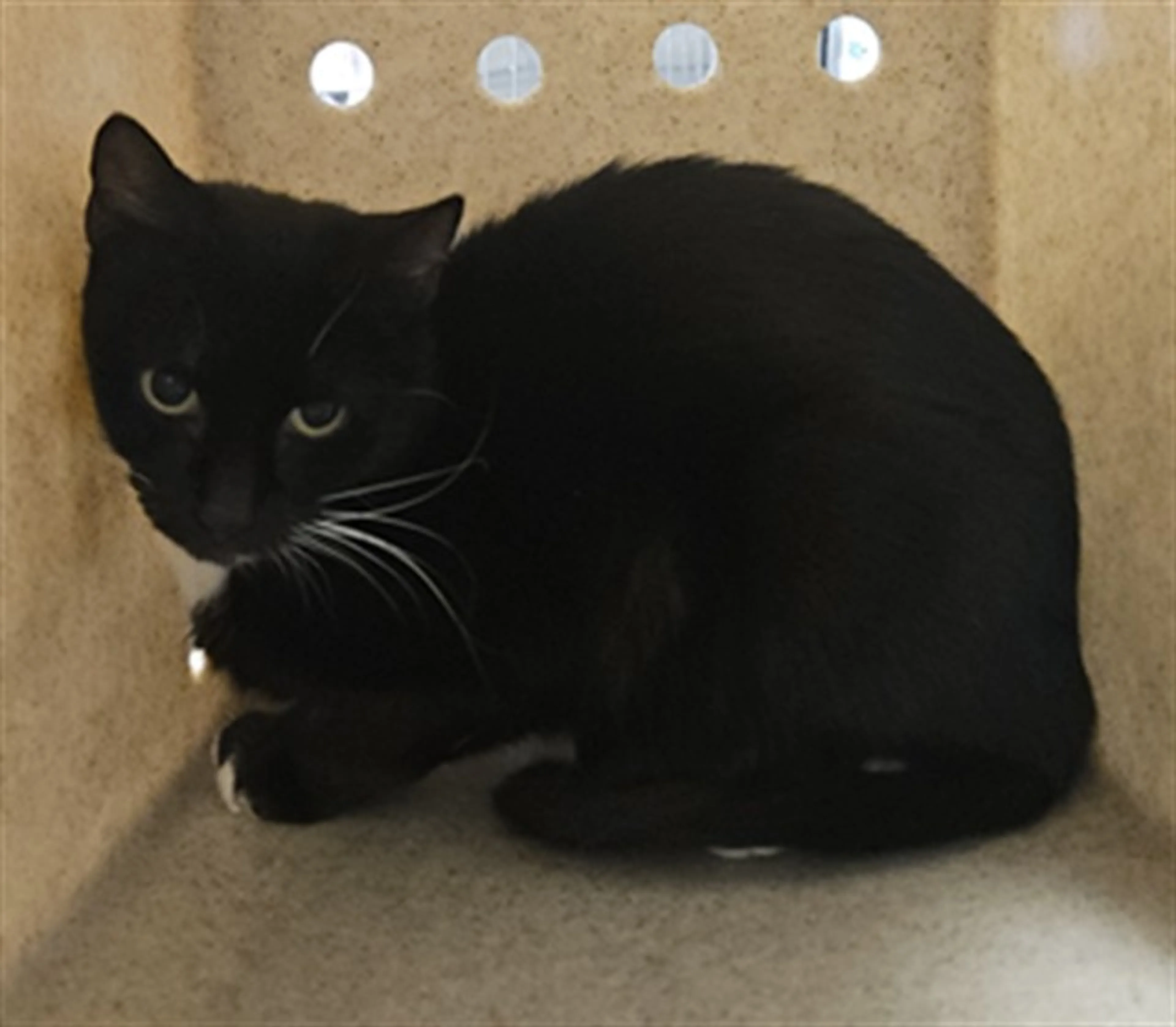 Found pet