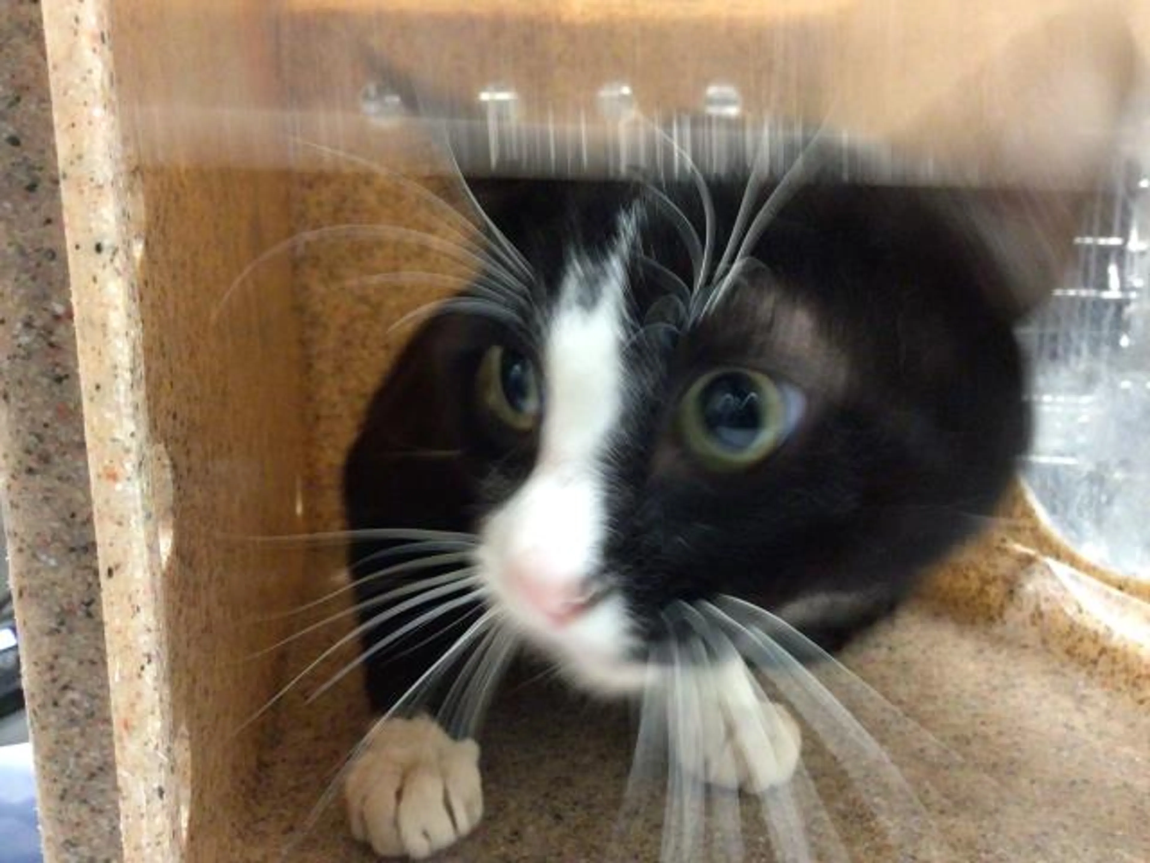 Found pet