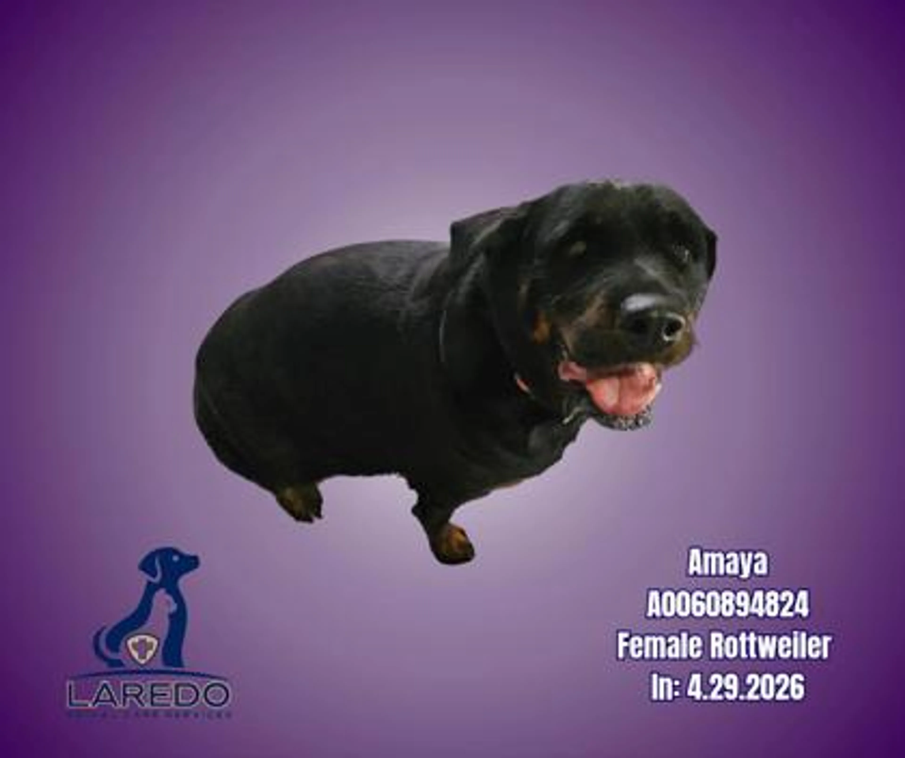Found pet