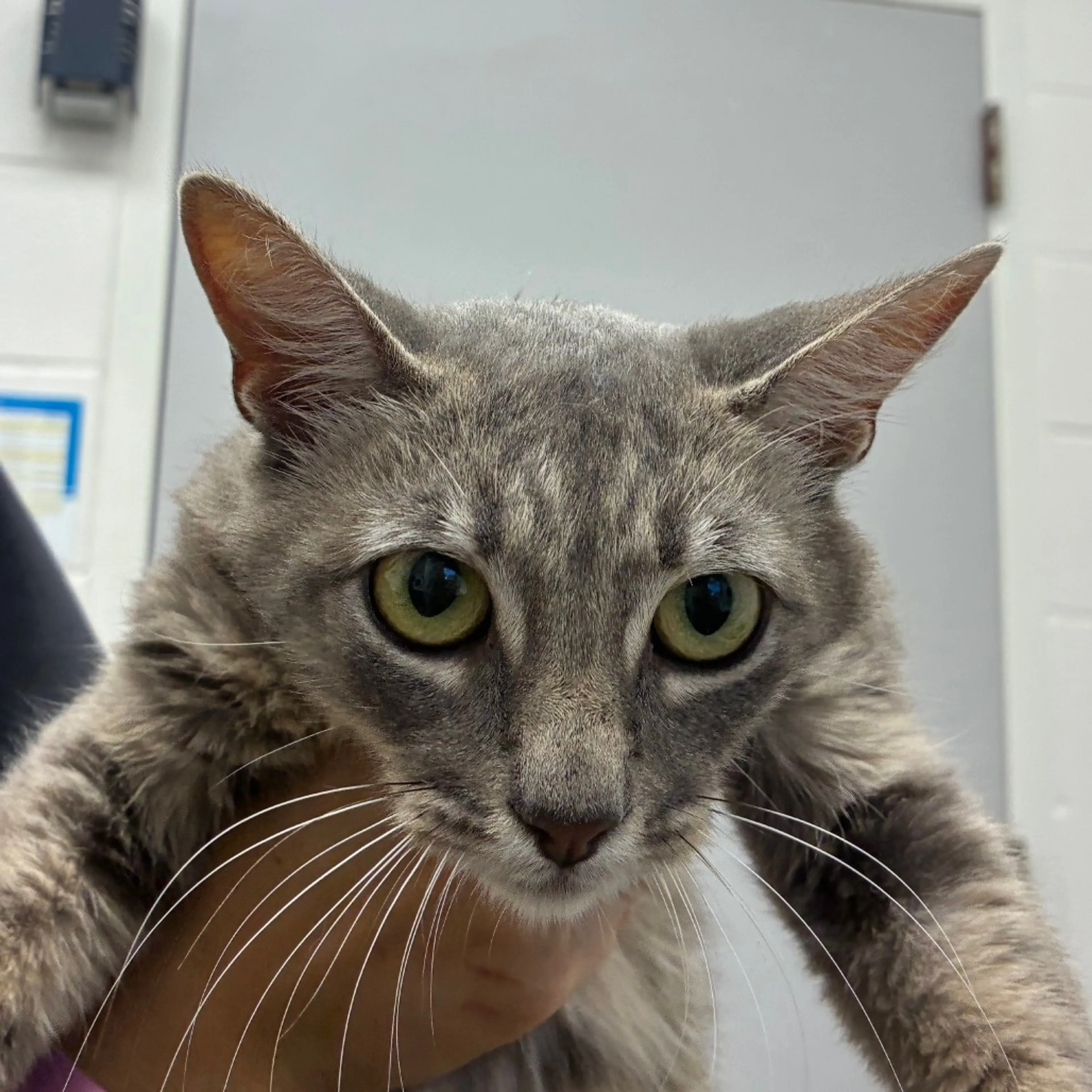 Found pet