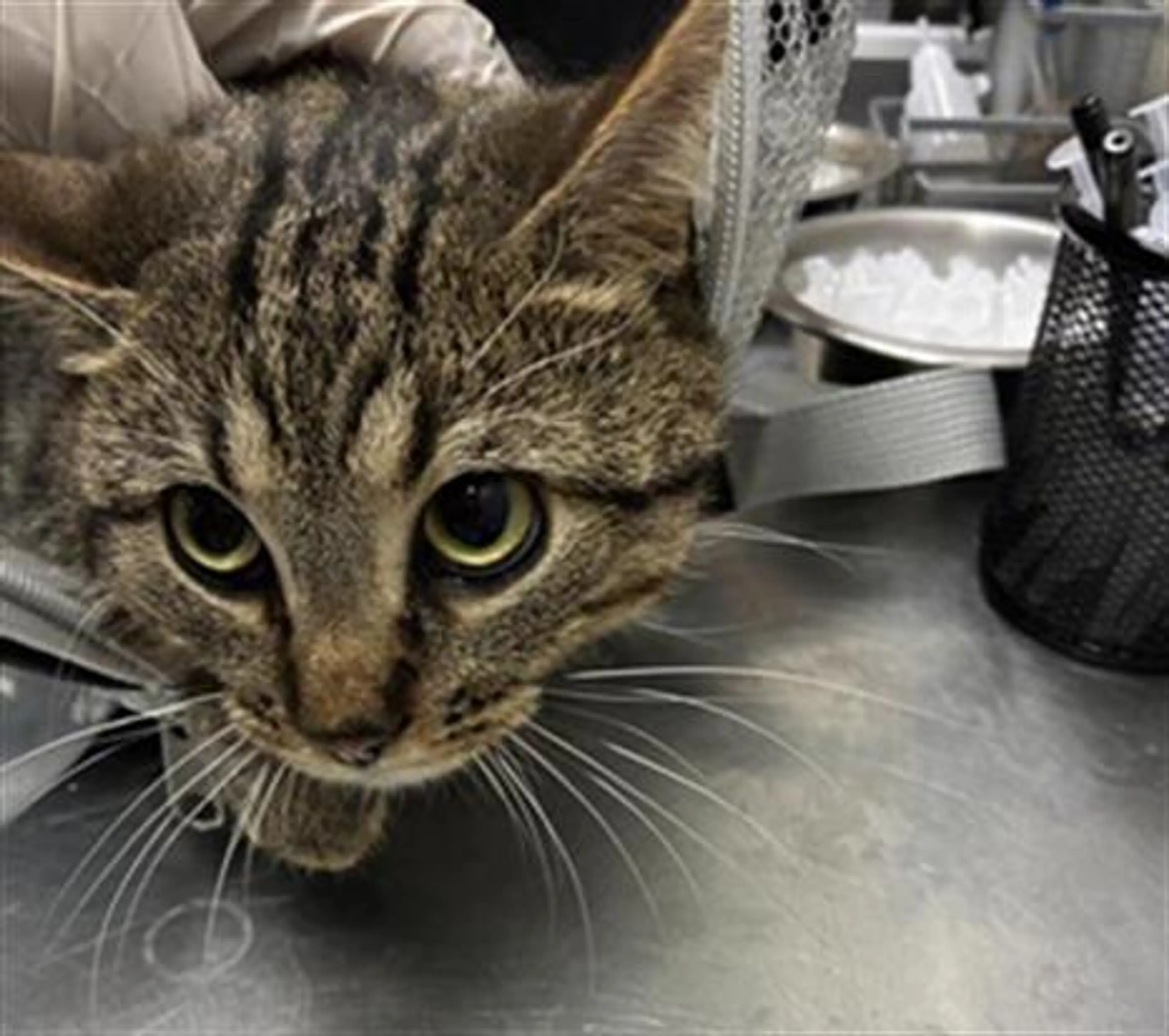 Found pet