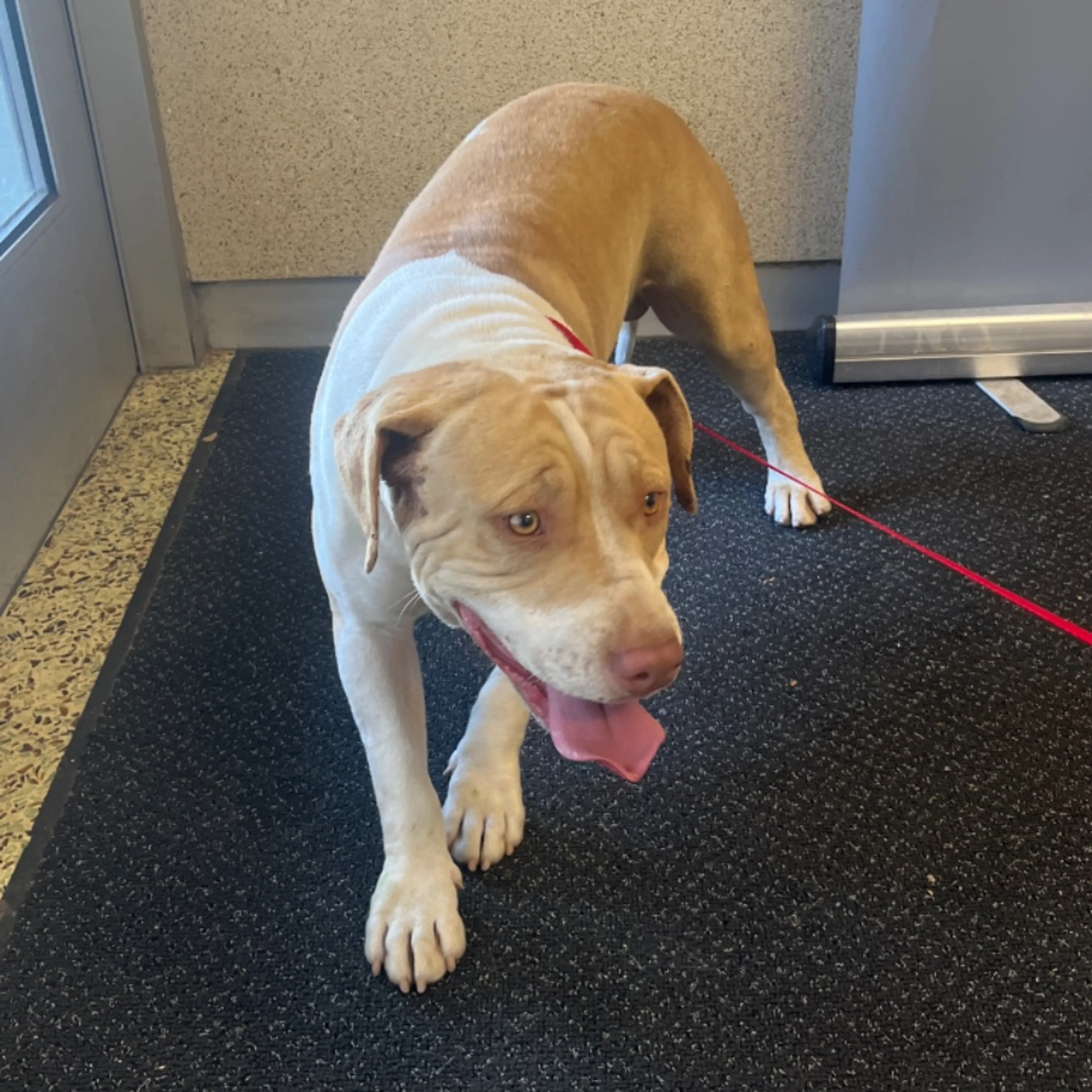 Found pet