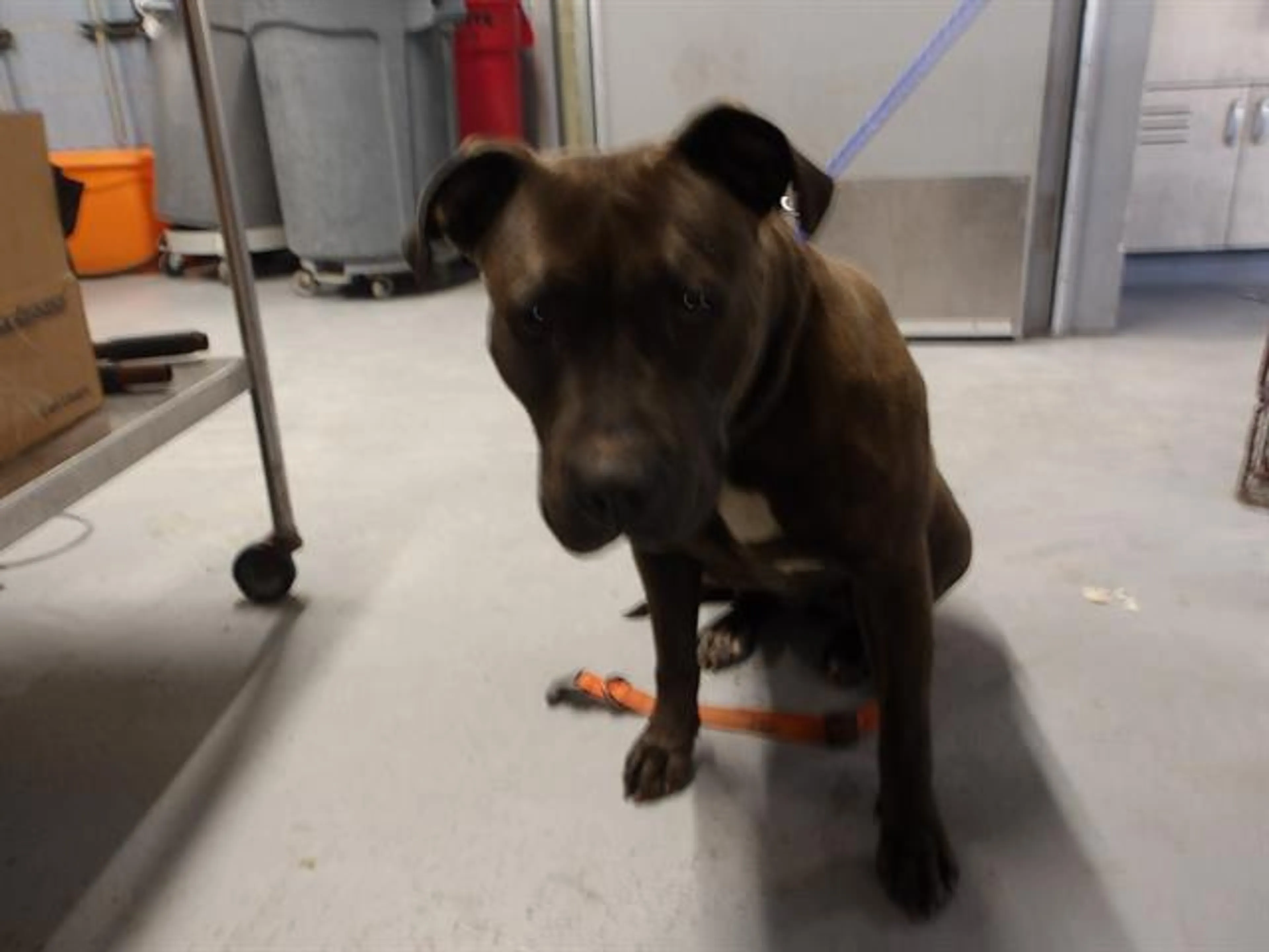 Found pet