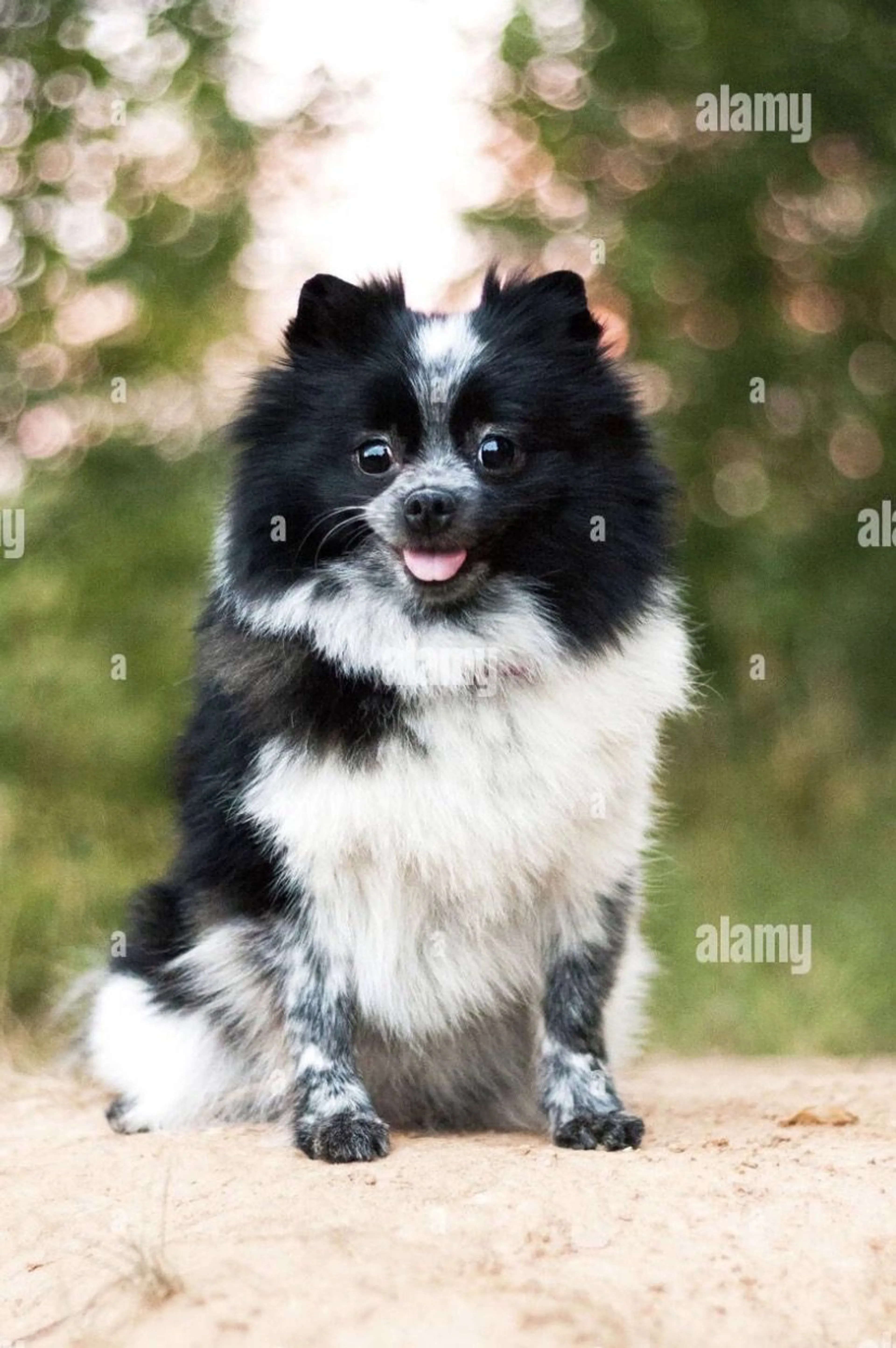 Lost pet