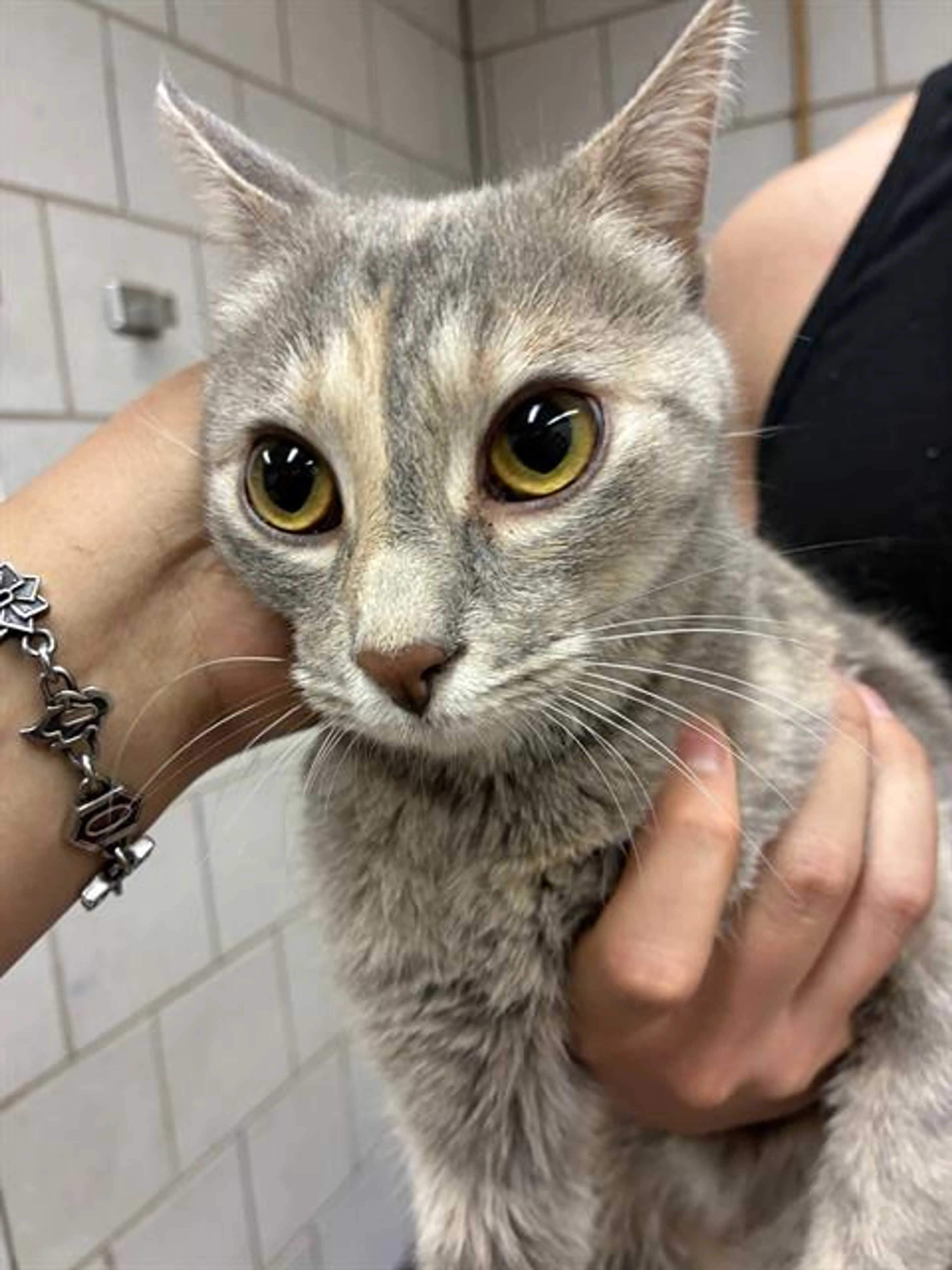 Found pet