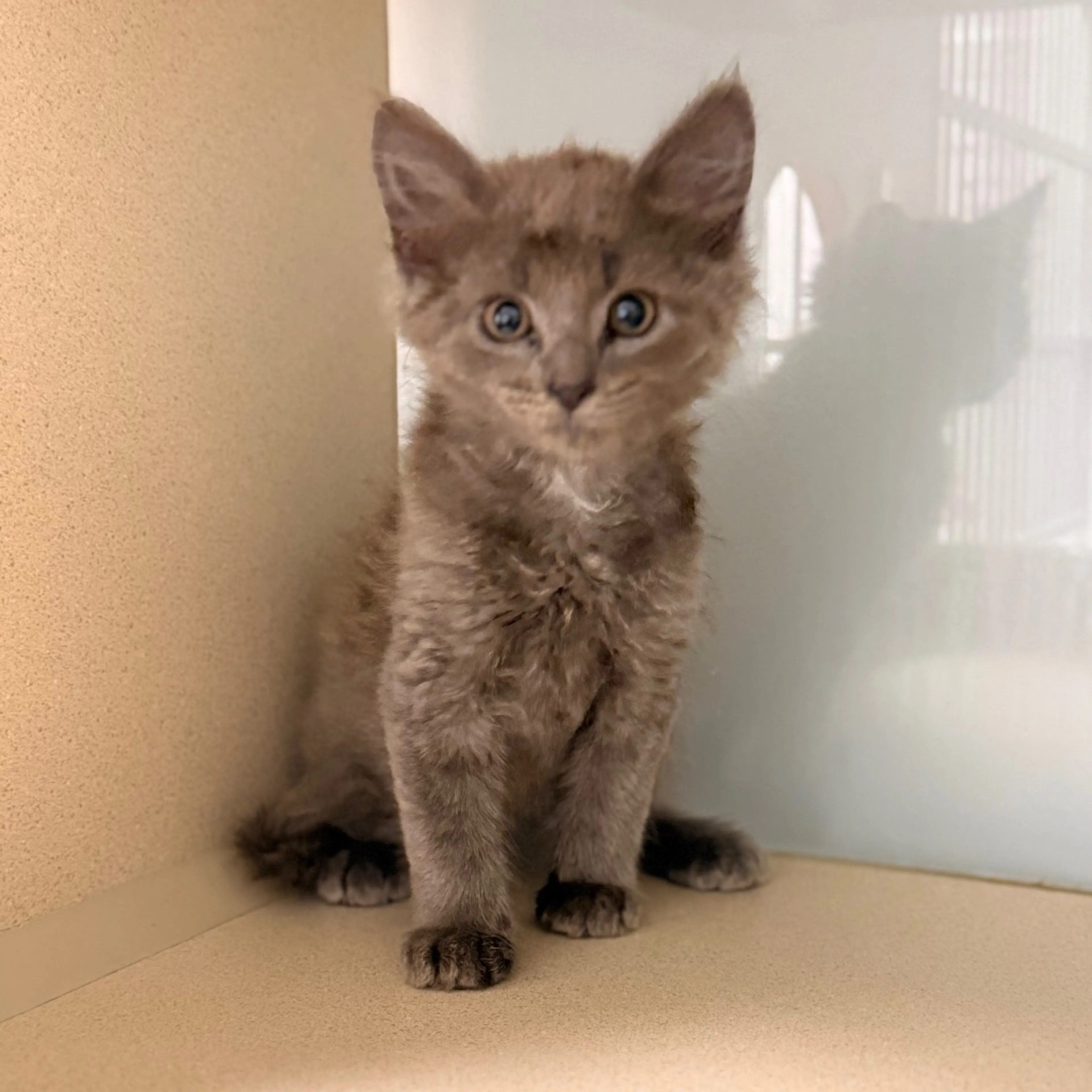 Found pet-1
