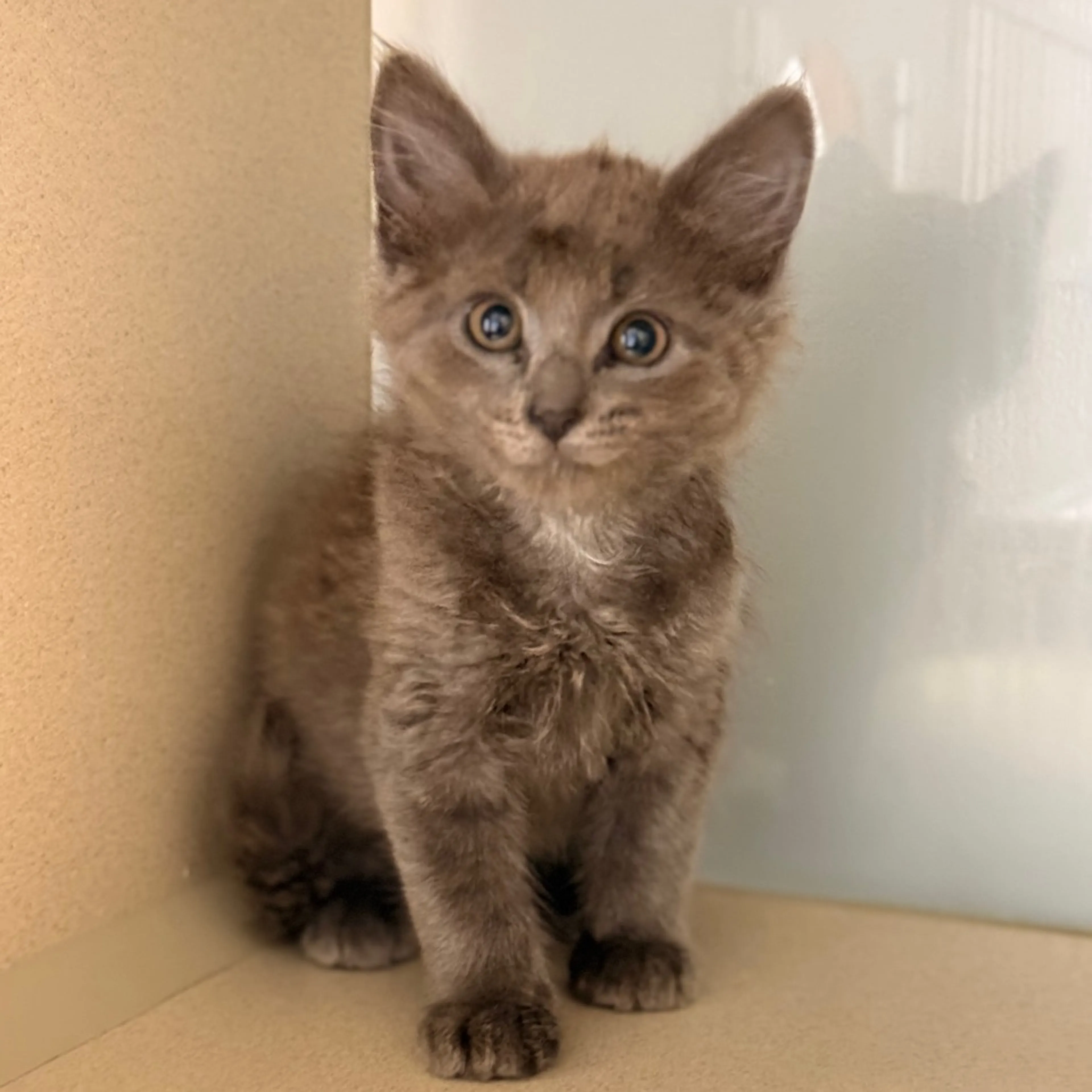 Found pet-4