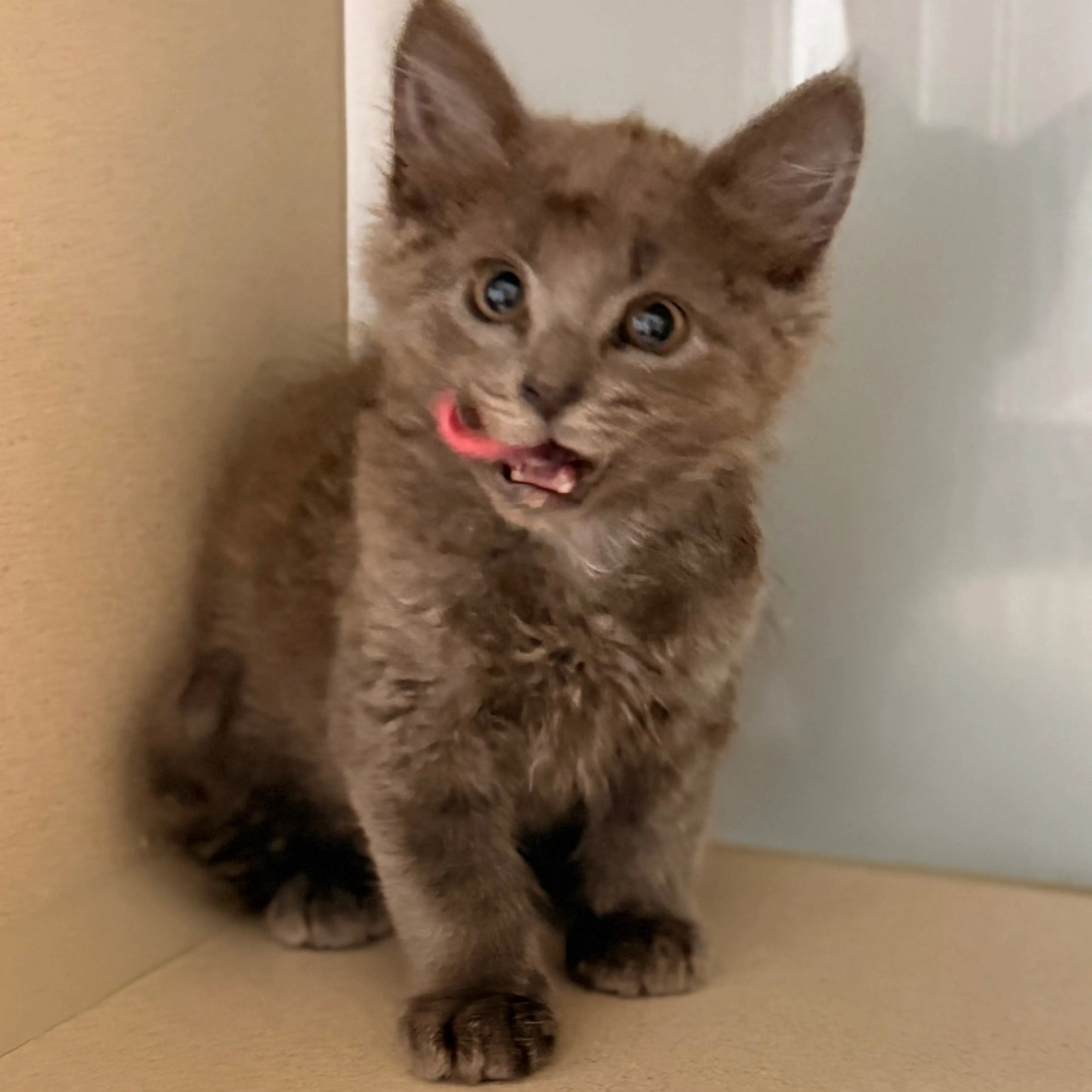 Found pet-3