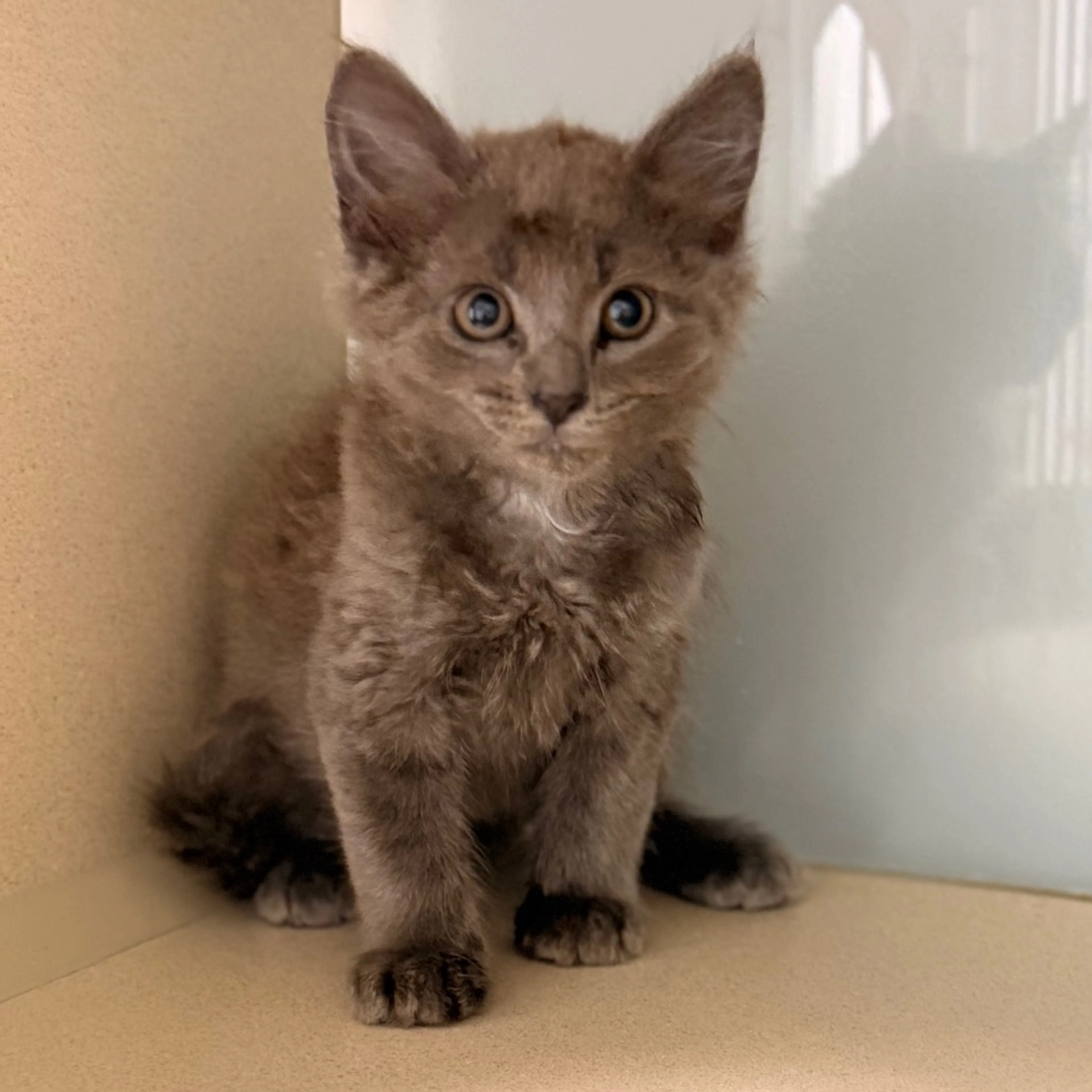 Found pet-2