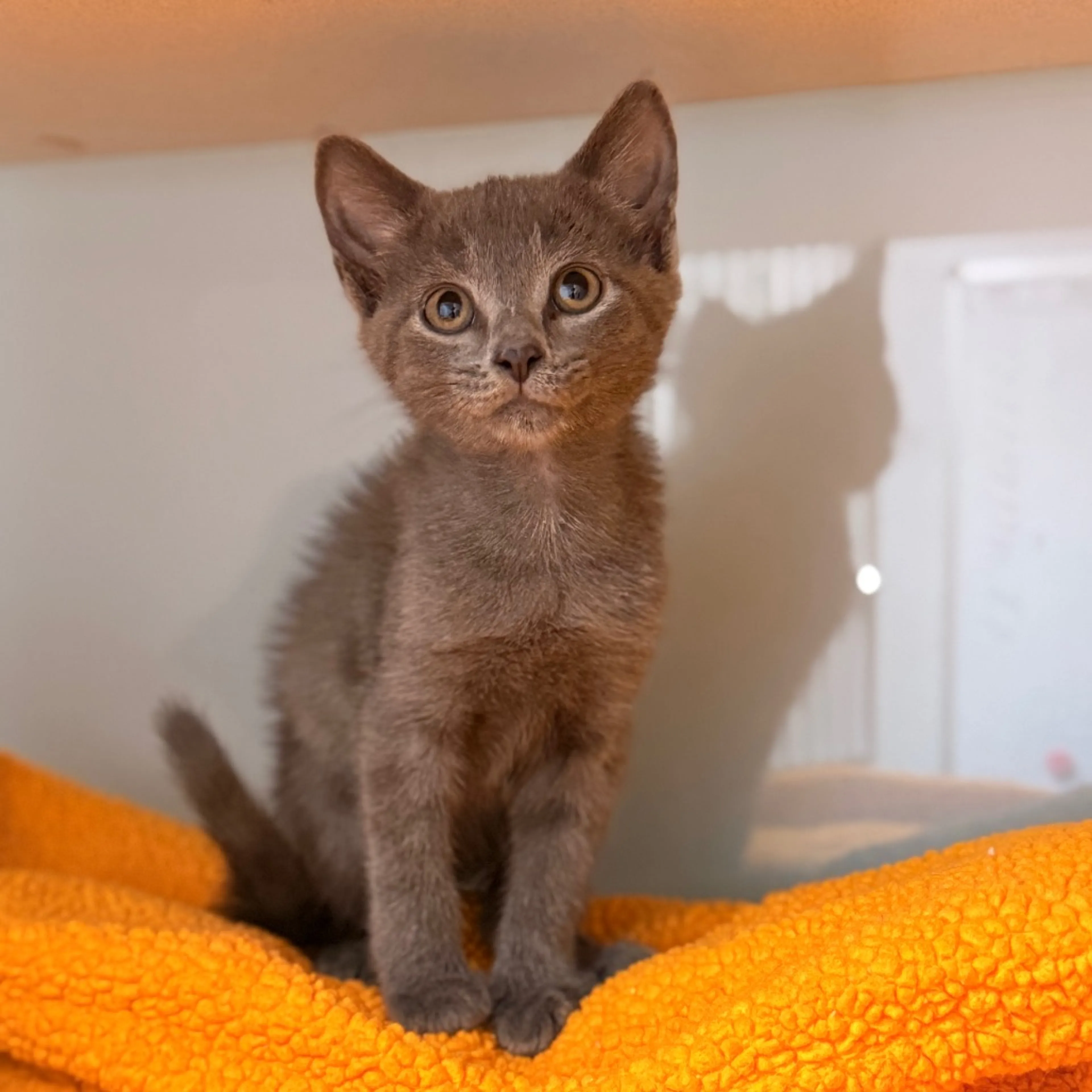 Found pet-2