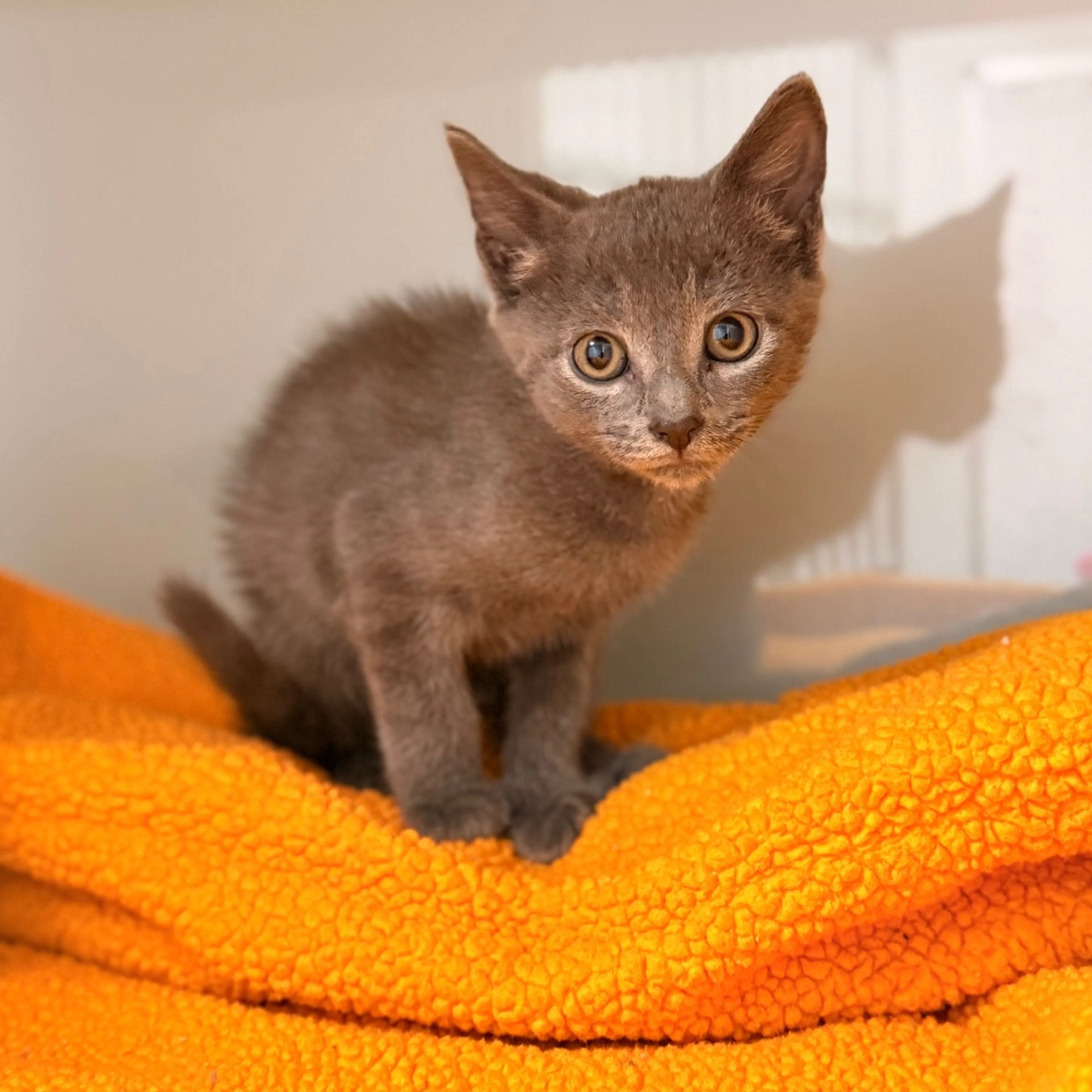 Found pet-3