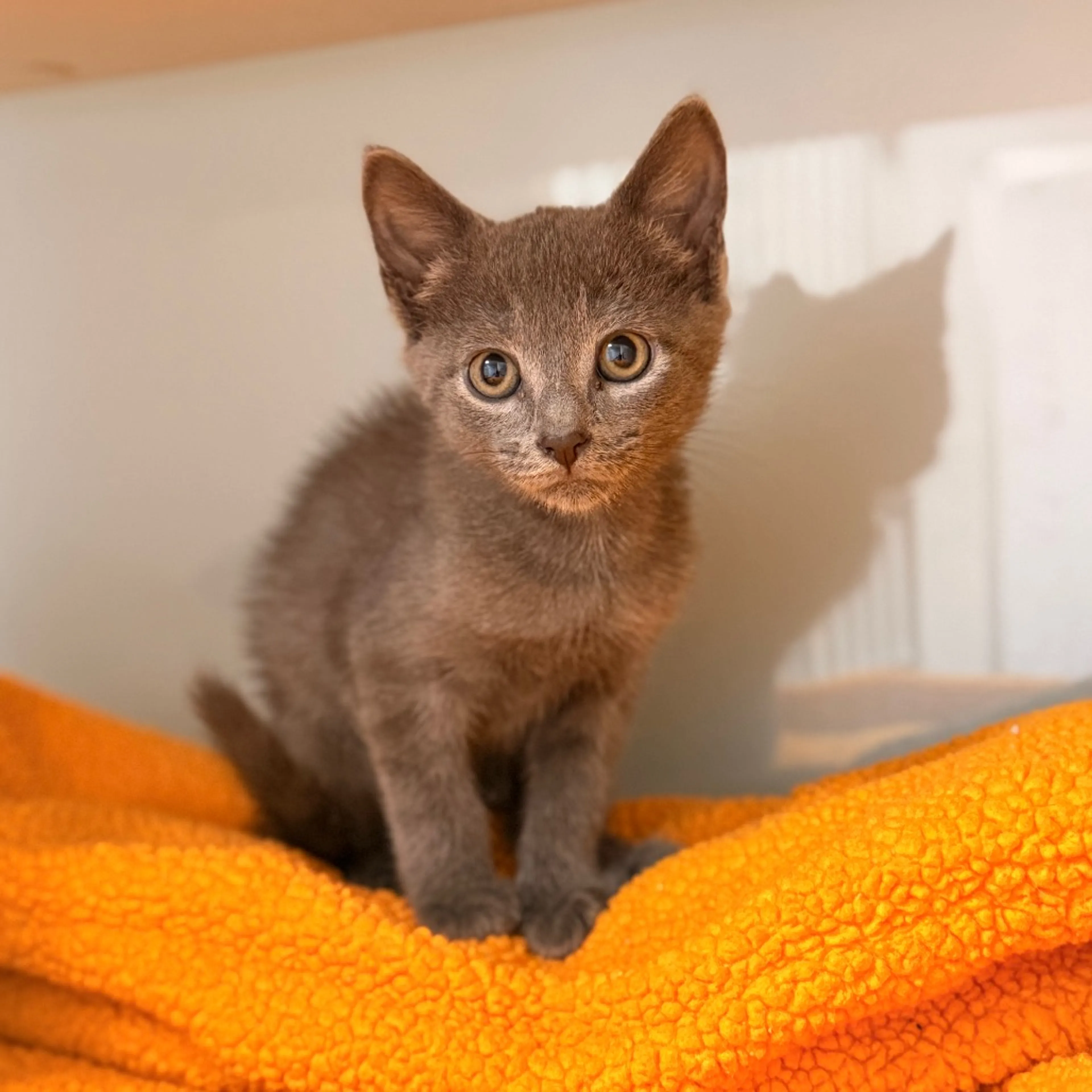 Found pet-4